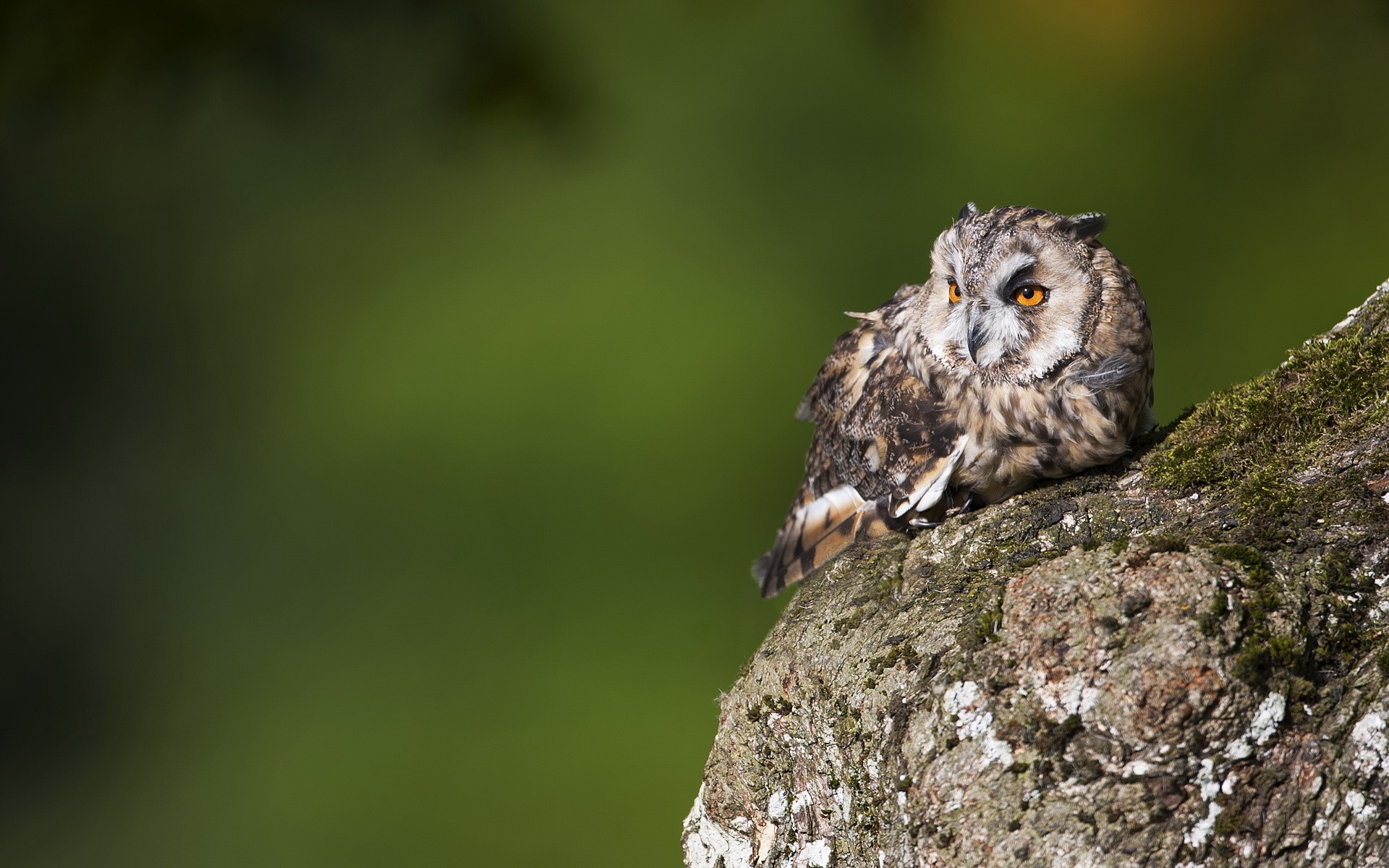 Long-eared owl perched on a mossy tree branch HD Wallpaper
