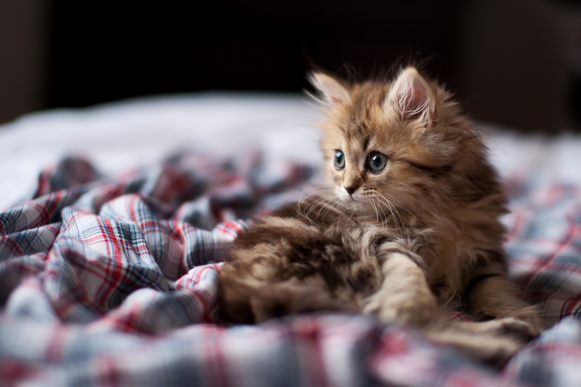 Fluffy kitten with blue eyes on a plaid blanket HD Wallpaper
