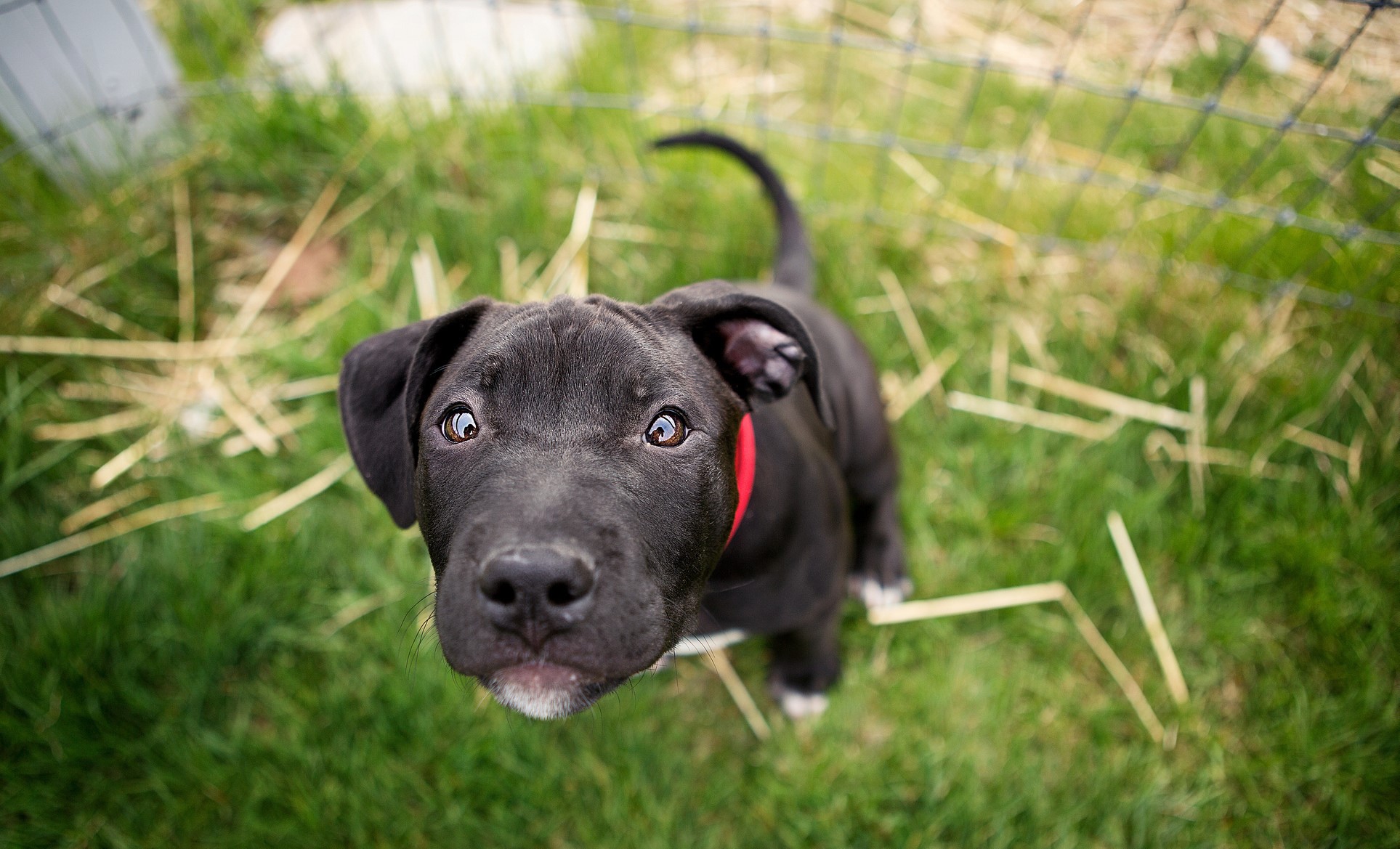 Curious Black Cane Corso Puppy with Red Collar HD Wallpaper