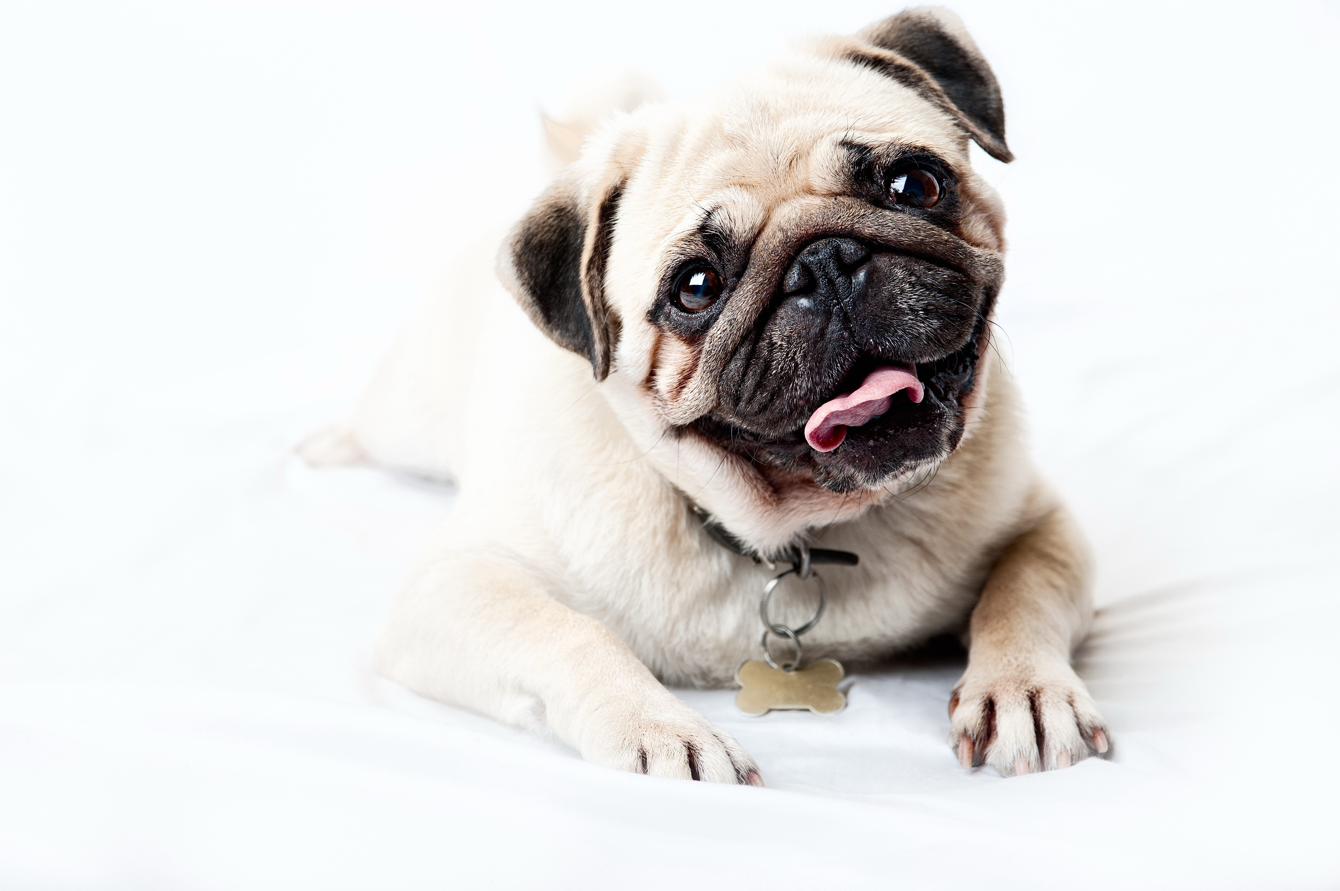 4K Pug Dog with Collar and Tag HD Wallpaper