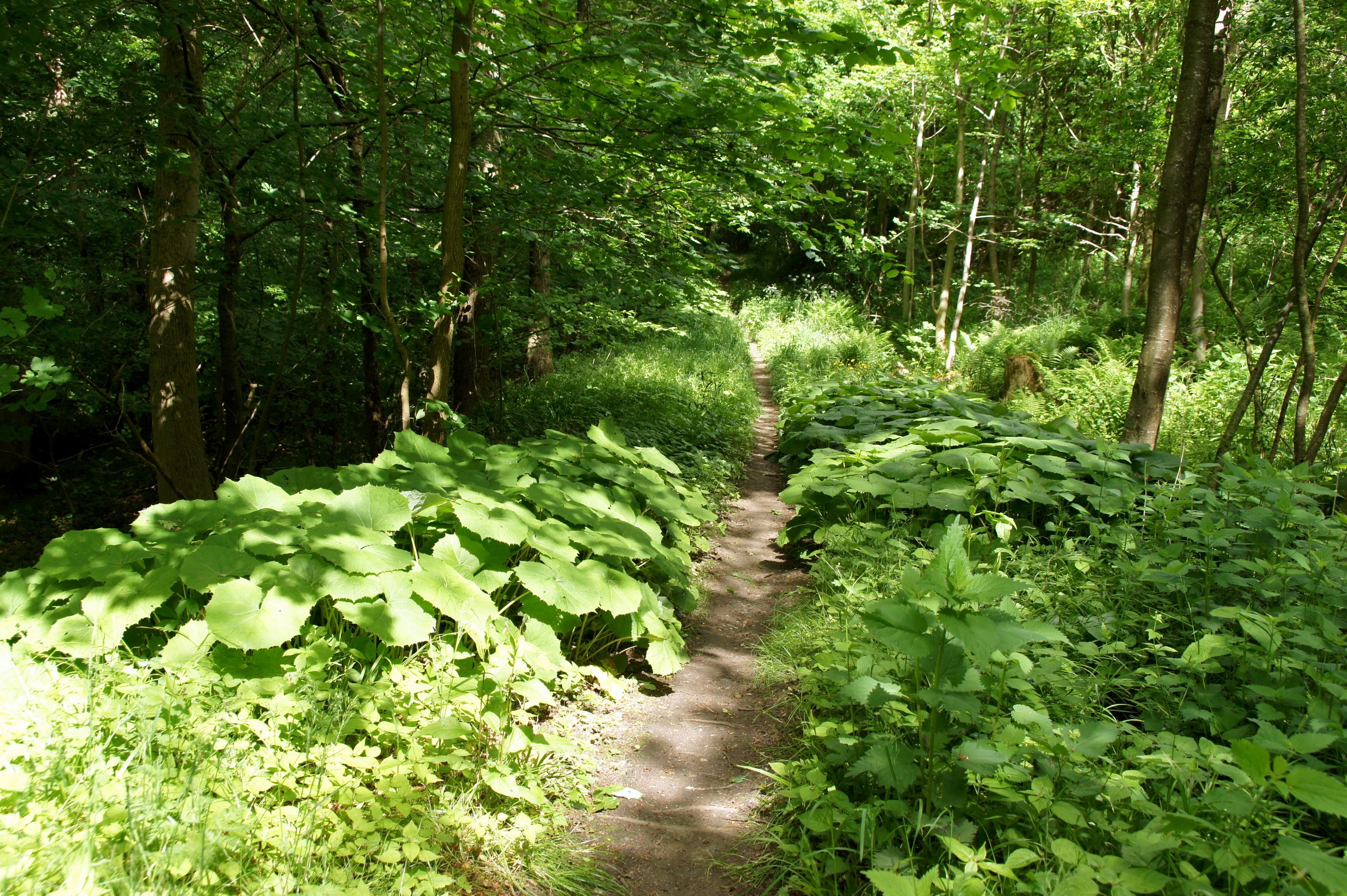 A forest path lined with large green plants HD Wallpaper