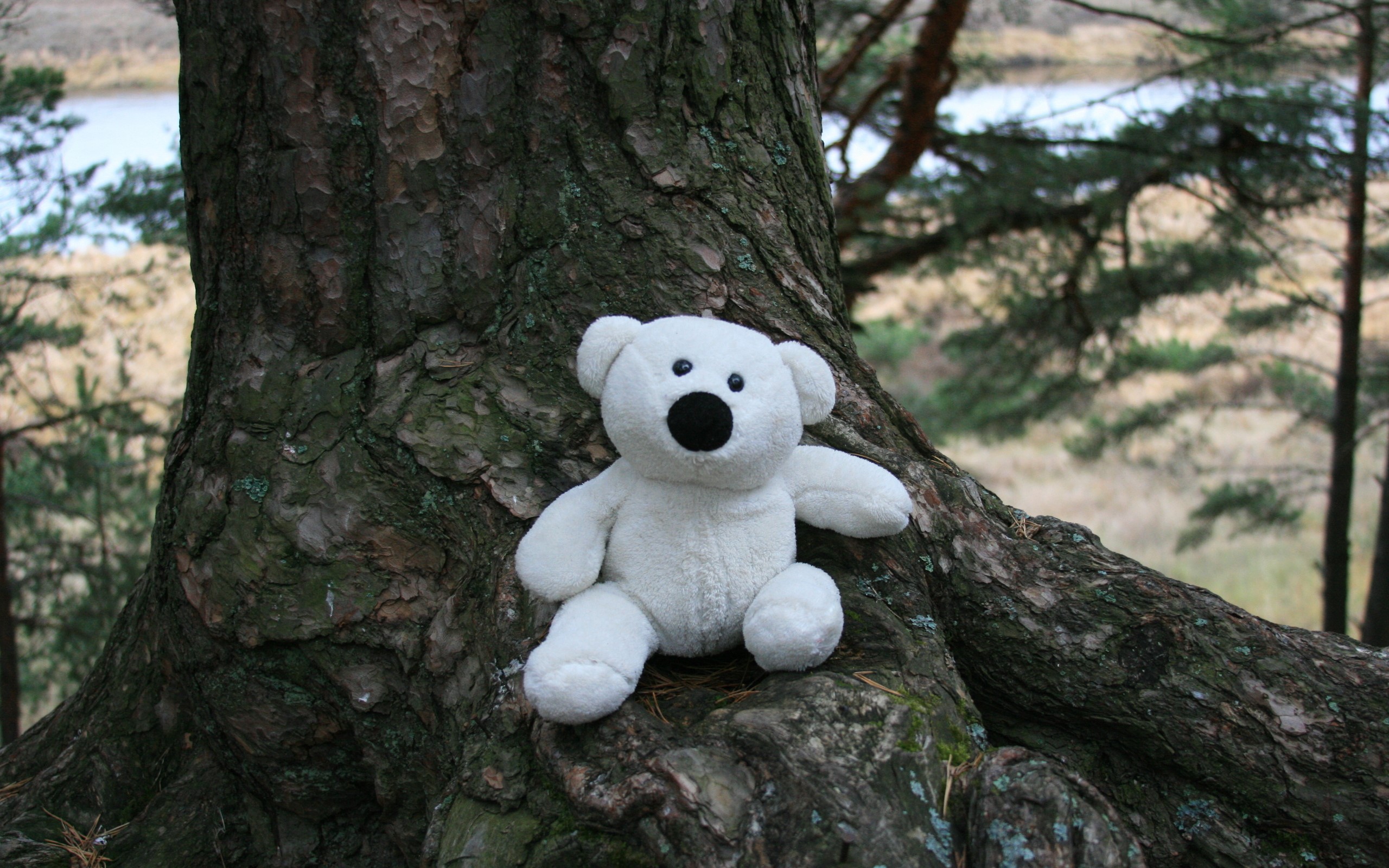 White teddy bear sitting on a tree trunk HD Wallpaper