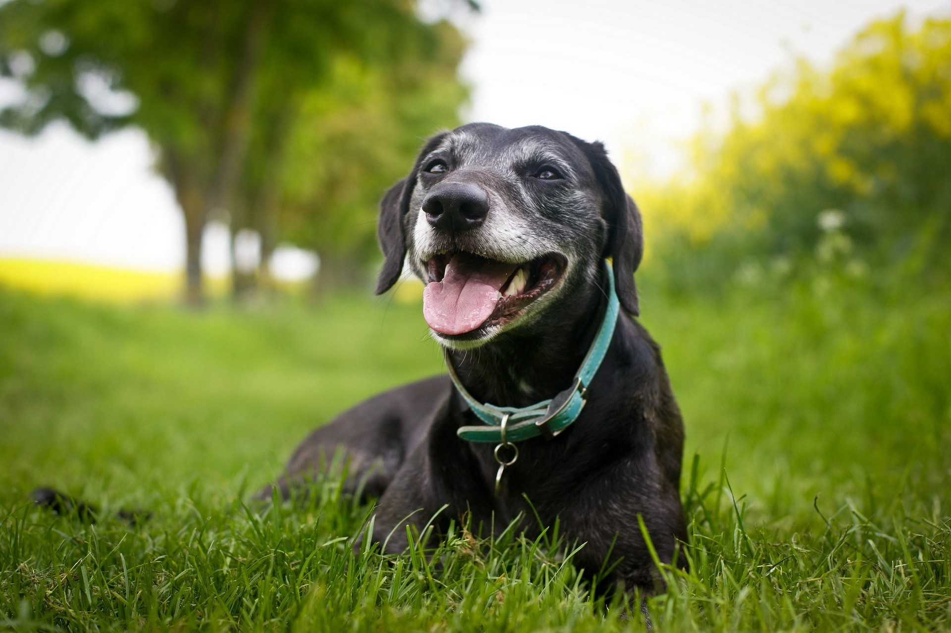 Black dog with graying muzzle lying in grass HD Wallpaper