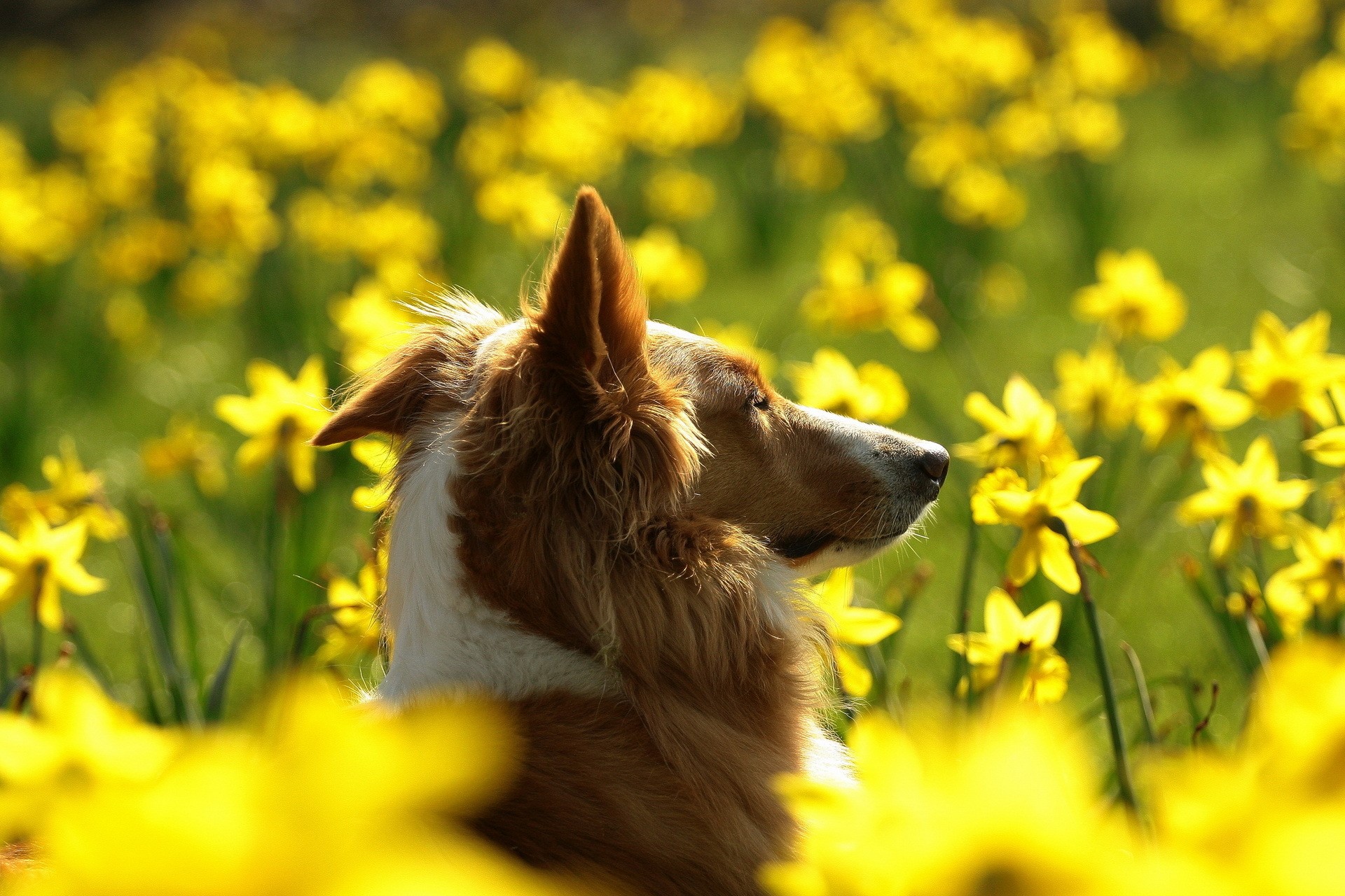 Border Collie dog in a field of yellow daffodils HD Wallpaper