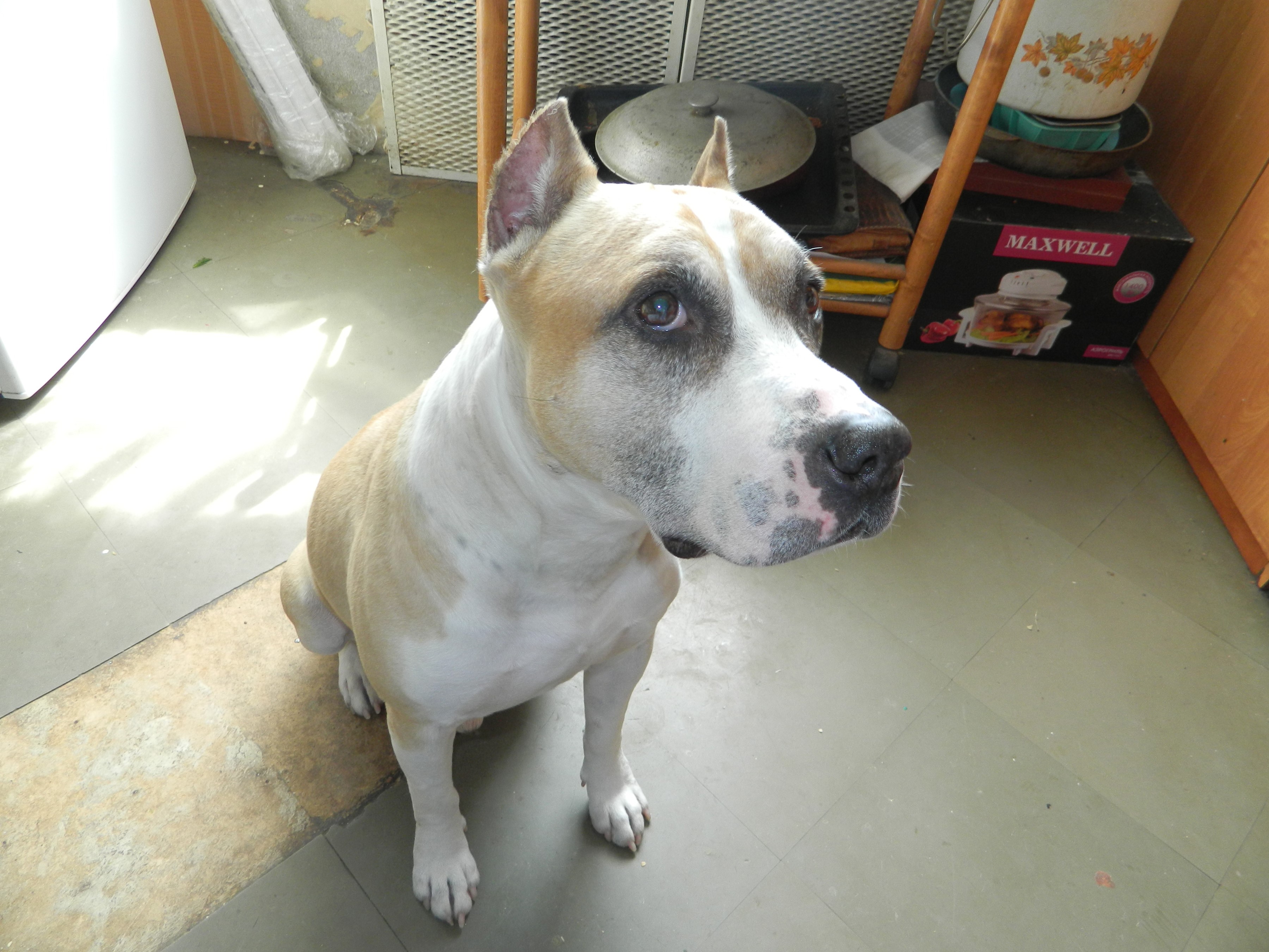 American Staffordshire Terrier sitting on floor HD Wallpaper