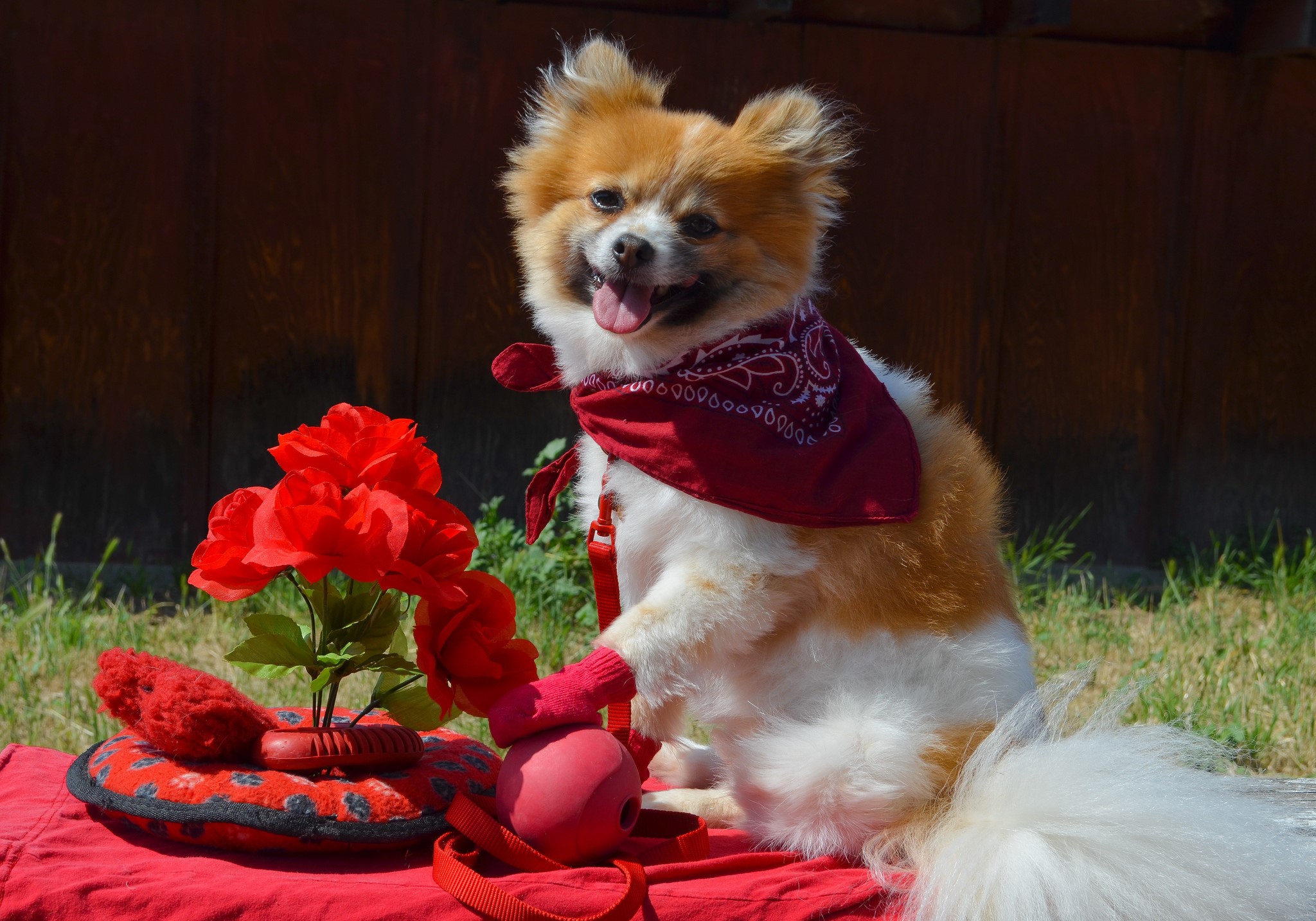 Pomeranian dog wearing a bandana with red roses HD Wallpaper