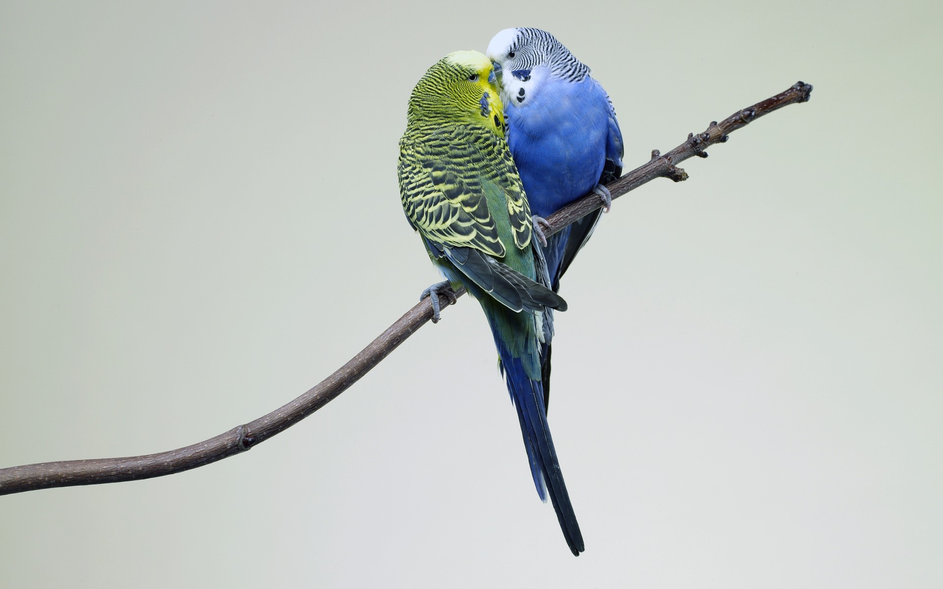 Two budgies perched on a branch HD Wallpaper