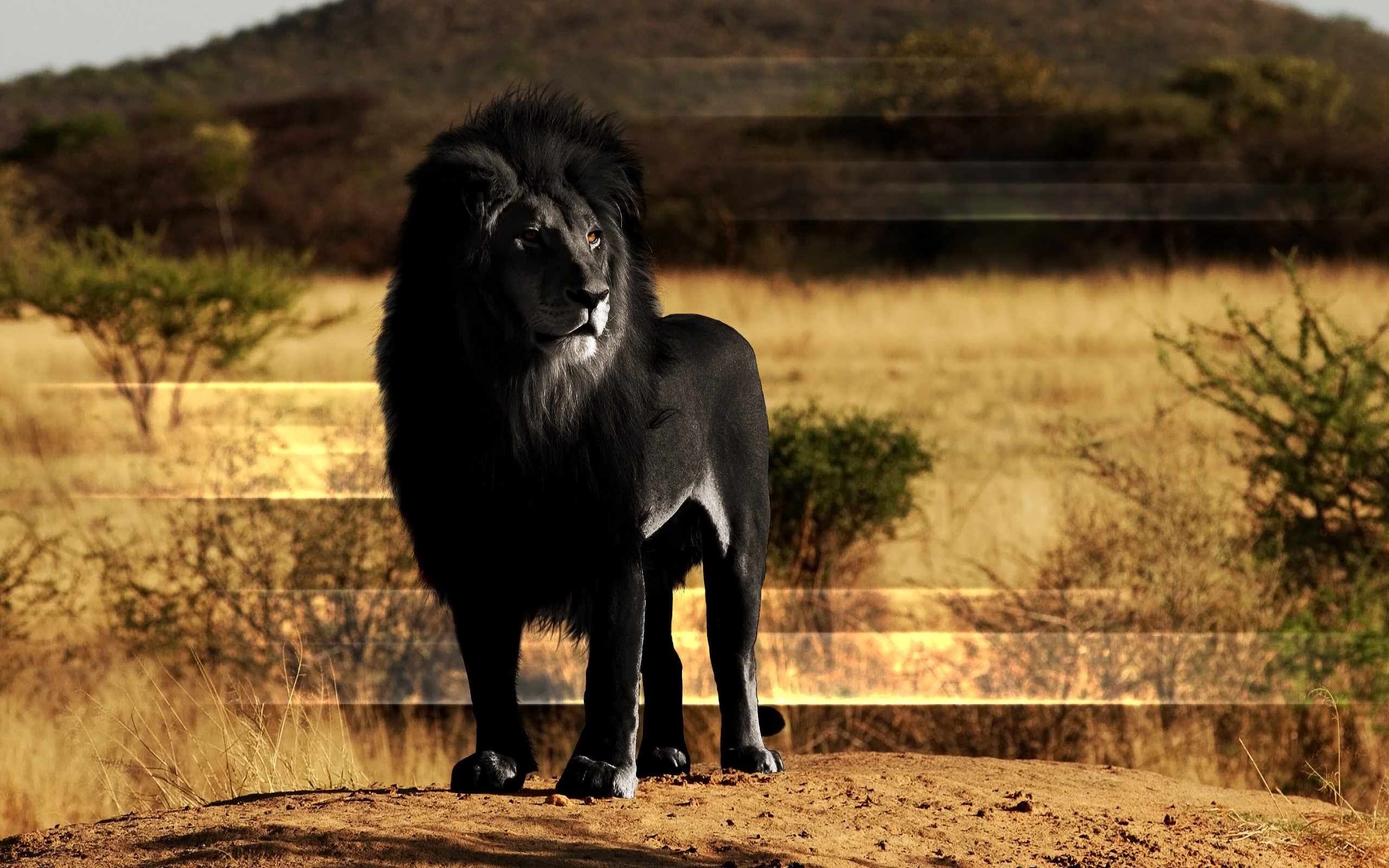 Black lion standing on a dirt mound in savanna HD Wallpaper
