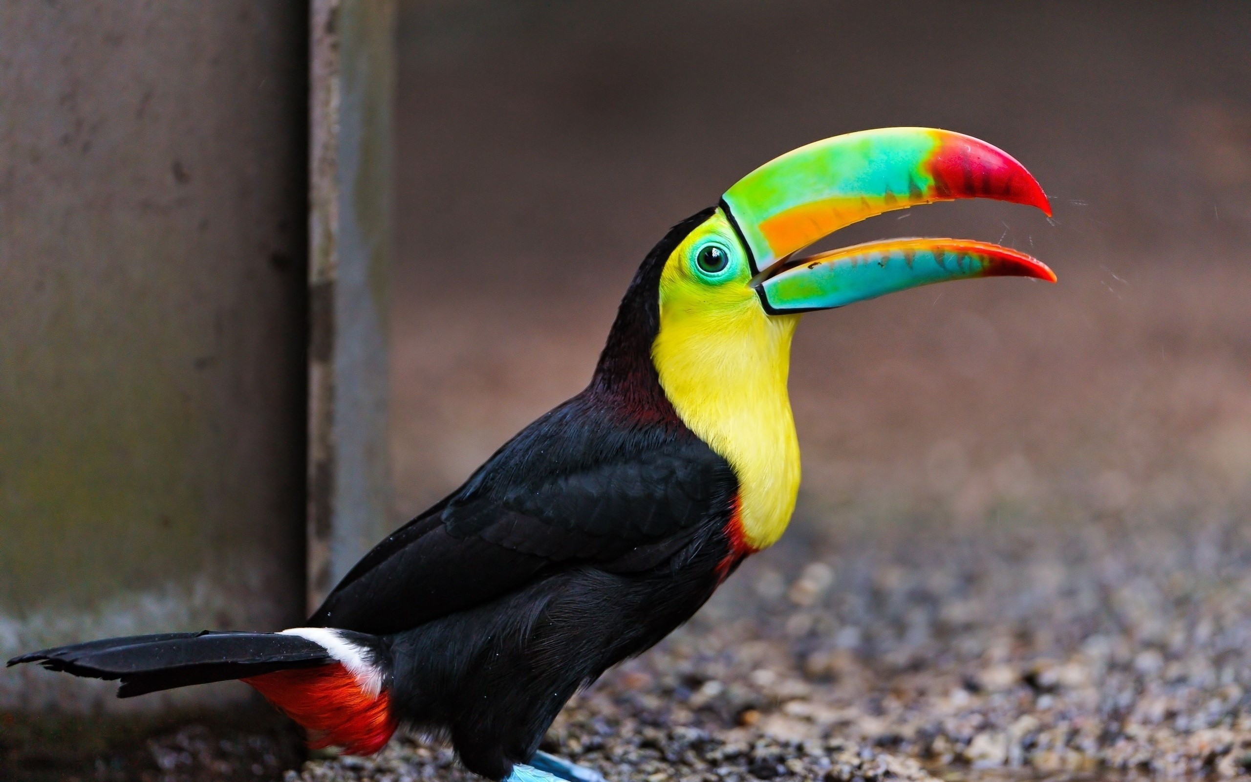 Keel-billed Toucan with colorful beak HD Wallpaper