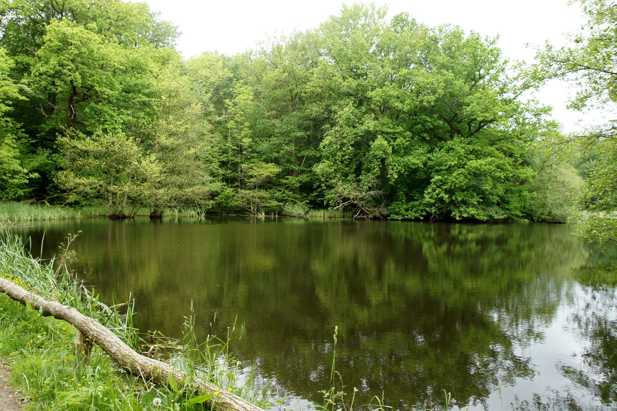 A tranquil lake surrounded by lush green trees HD Wallpaper