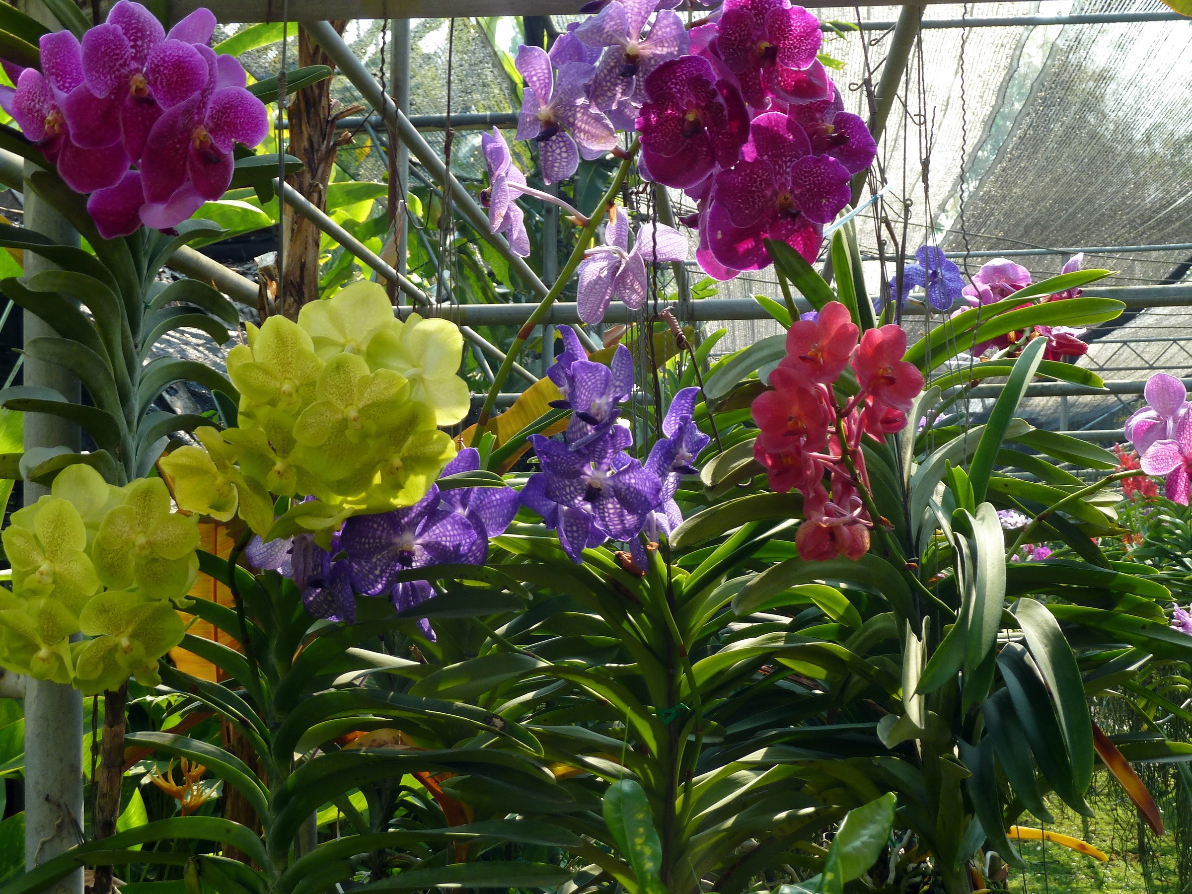 Vibrant orchids in a greenhouse HD Wallpaper