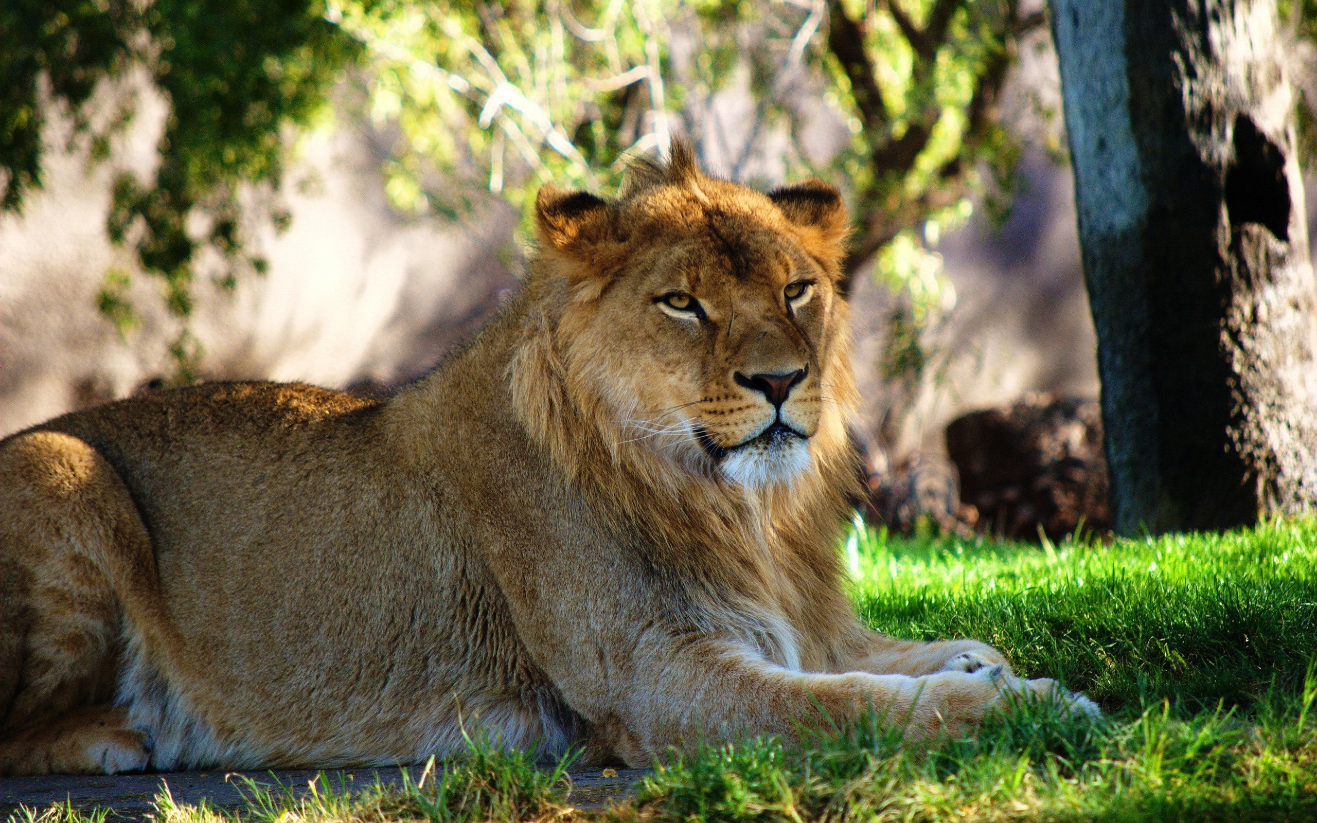 Lion resting in grass HD Wallpaper