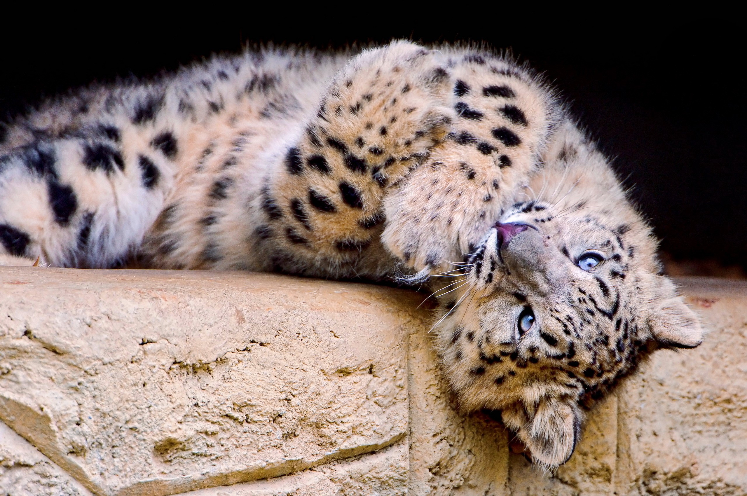 Snow leopard cub lying on its back HD Wallpaper