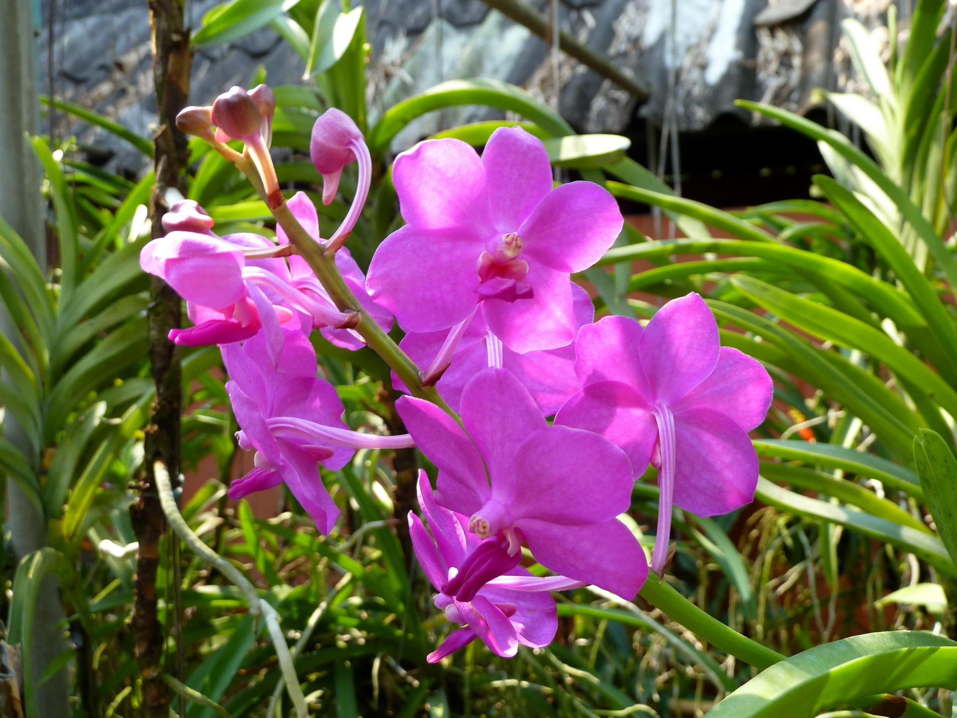 Pink orchids on a branch HD Wallpaper