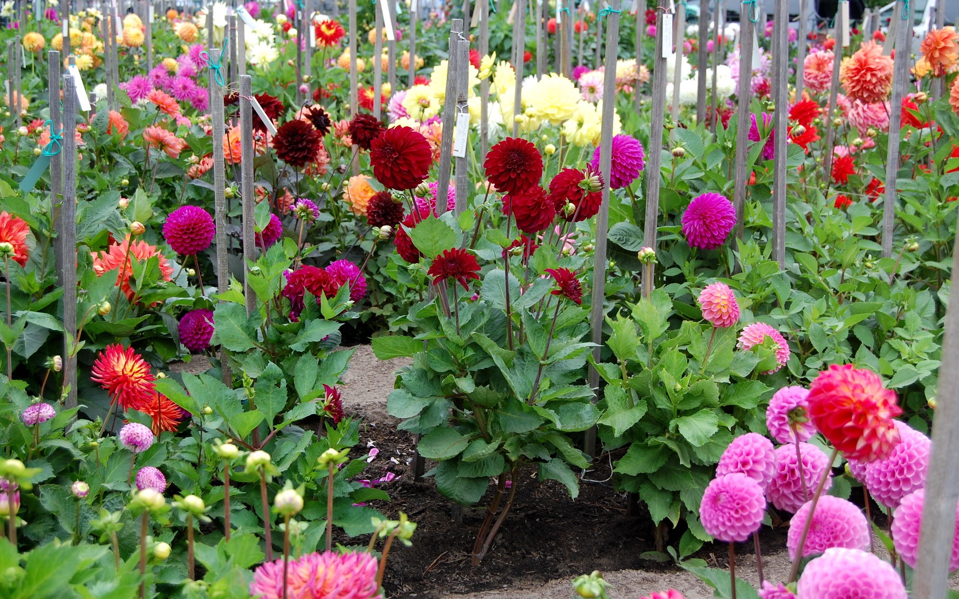A field of colorful Dahlias in bloom HD Wallpaper