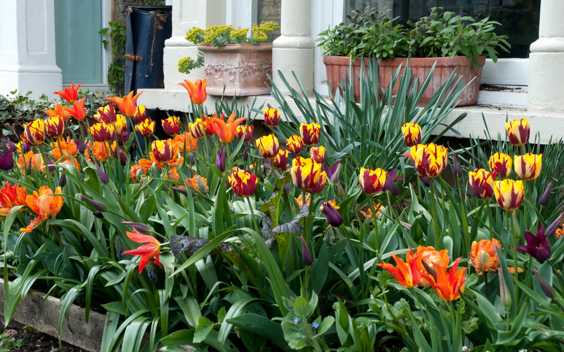 A bed of colorful tulips in bloom HD Wallpaper