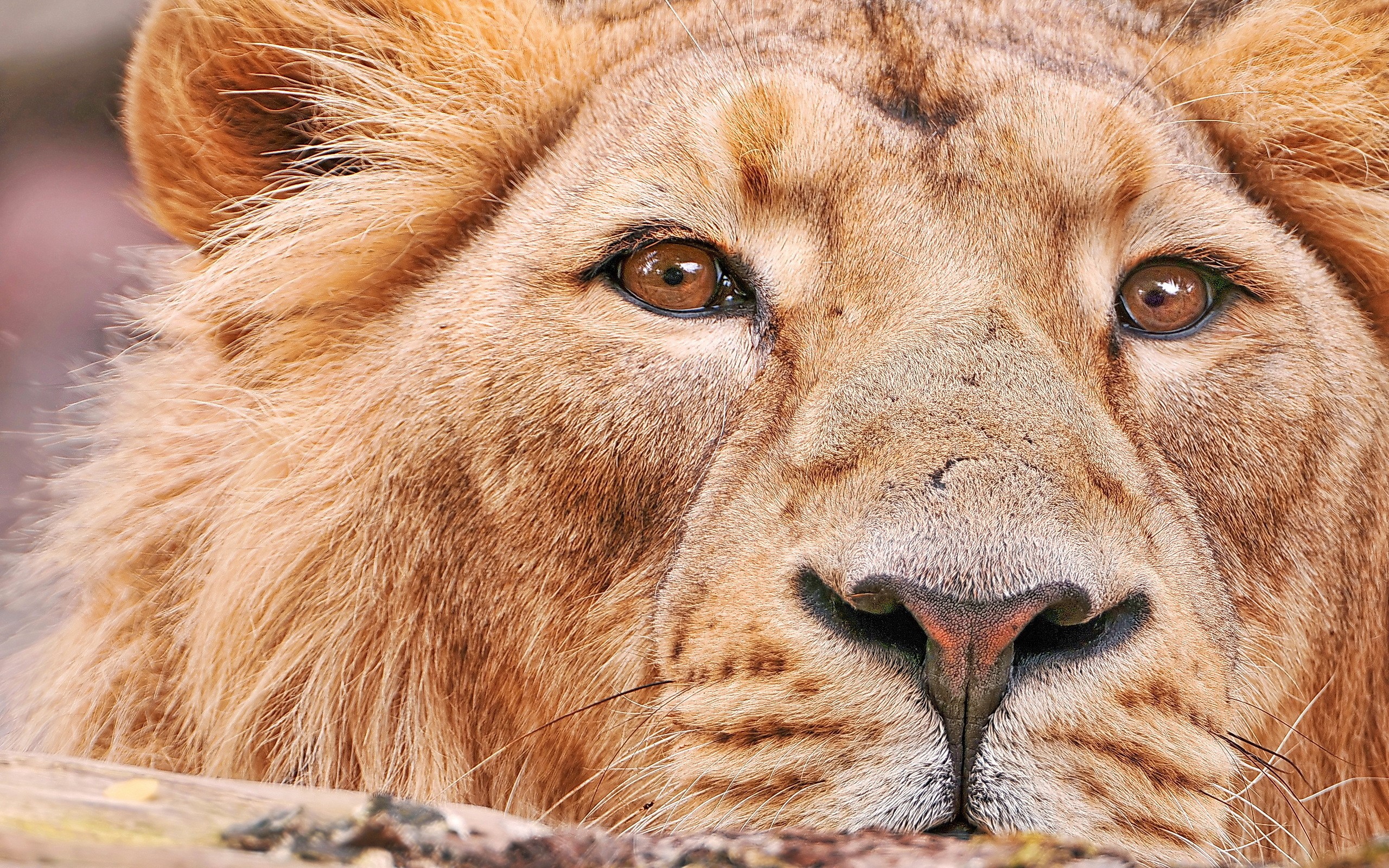 Close-up of a lion's face HD Wallpaper
