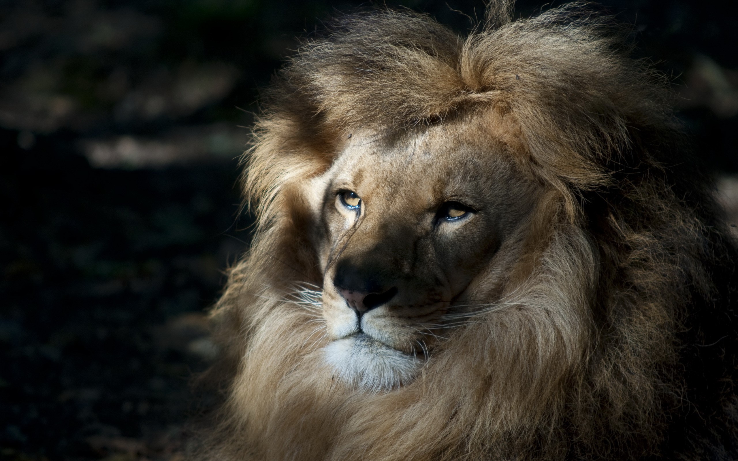 Close-up of a male lion's face HD Wallpaper