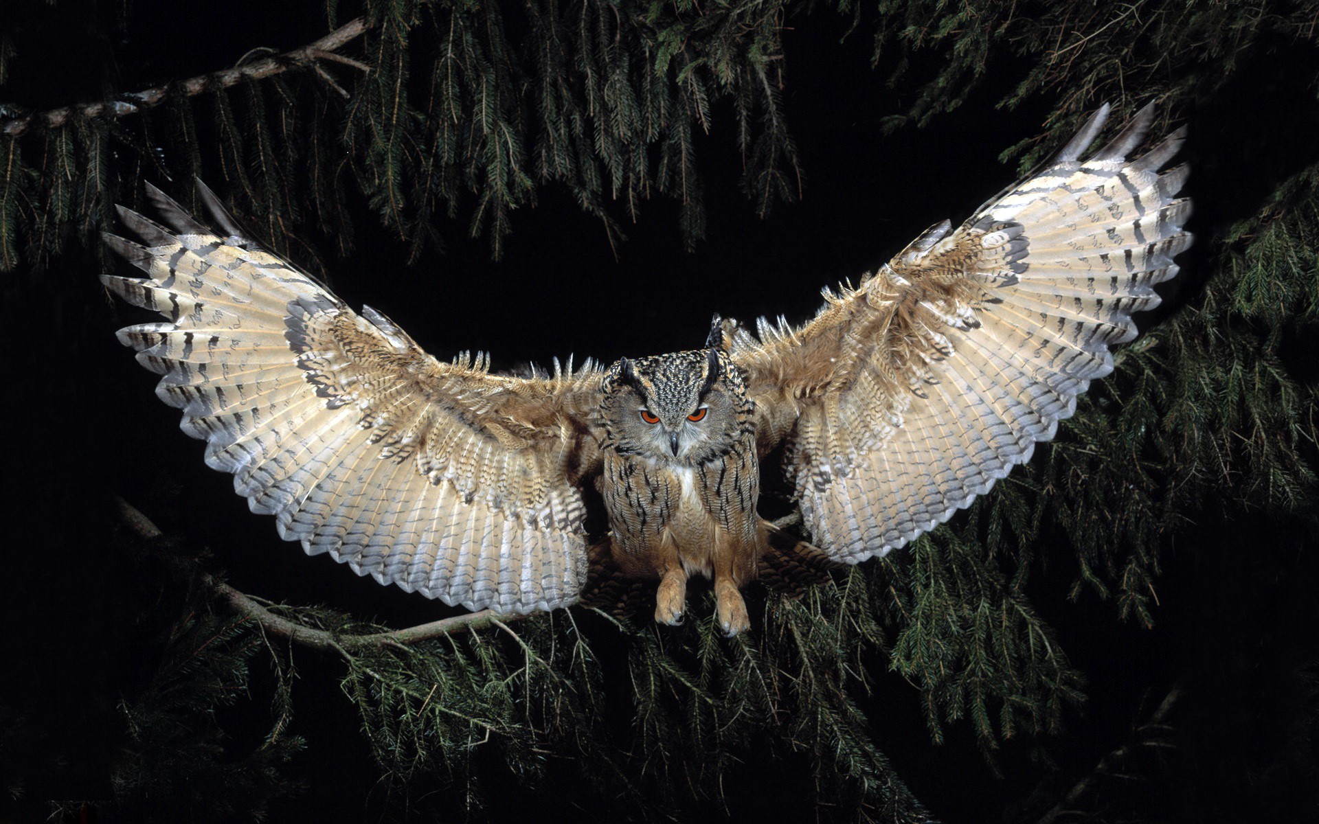 Eurasian Eagle-Owl with wings spread in flight HD Wallpaper