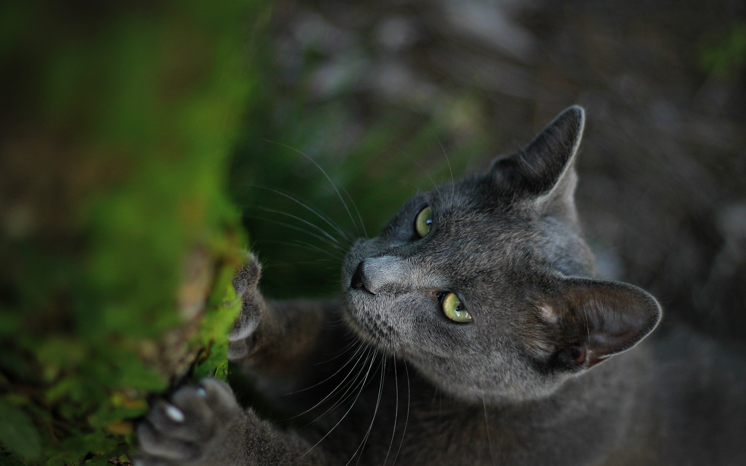 Gray cat scratching mossy tree trunk HD Wallpaper