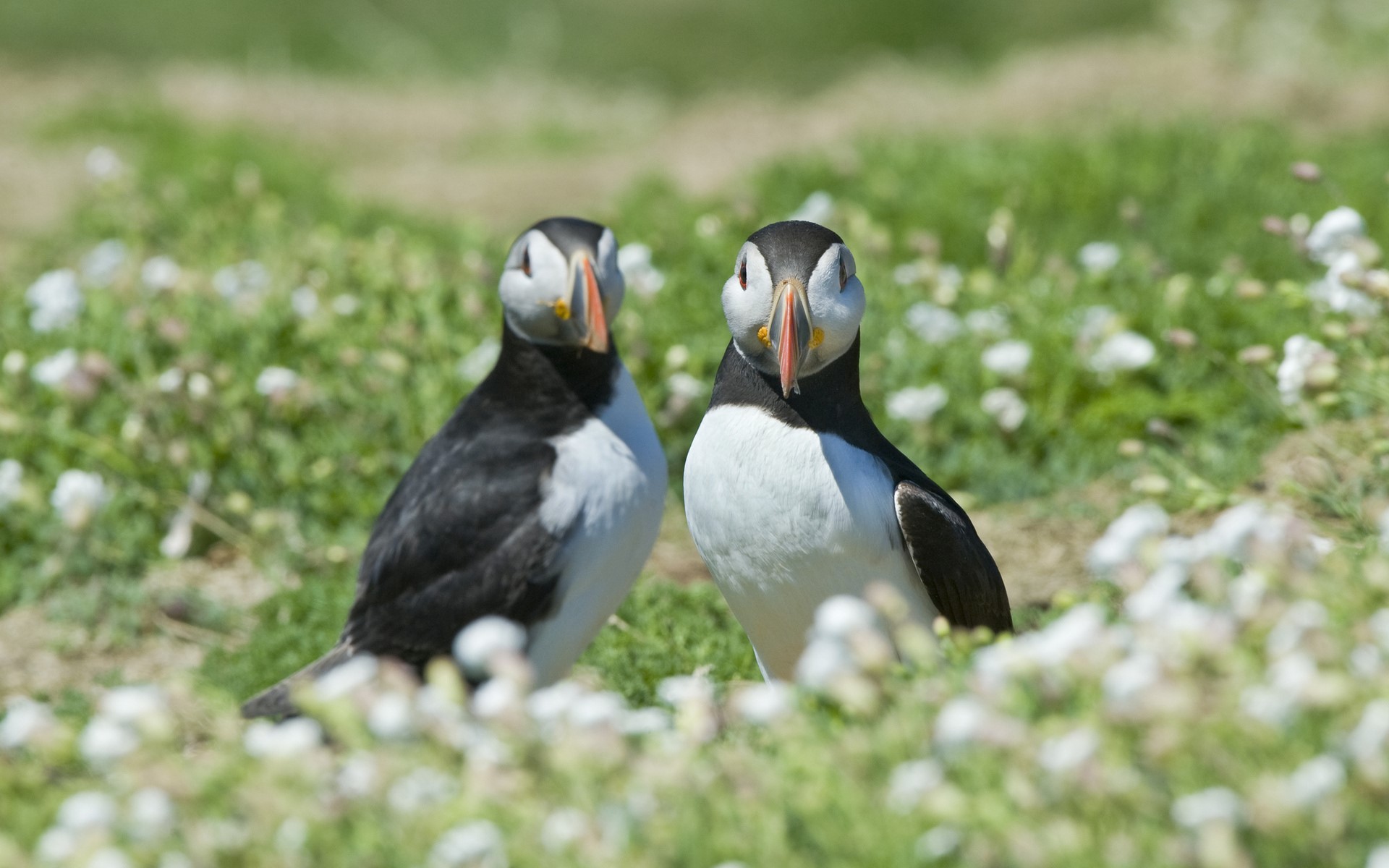 Two puffins standing in a field of flowers HD Wallpaper