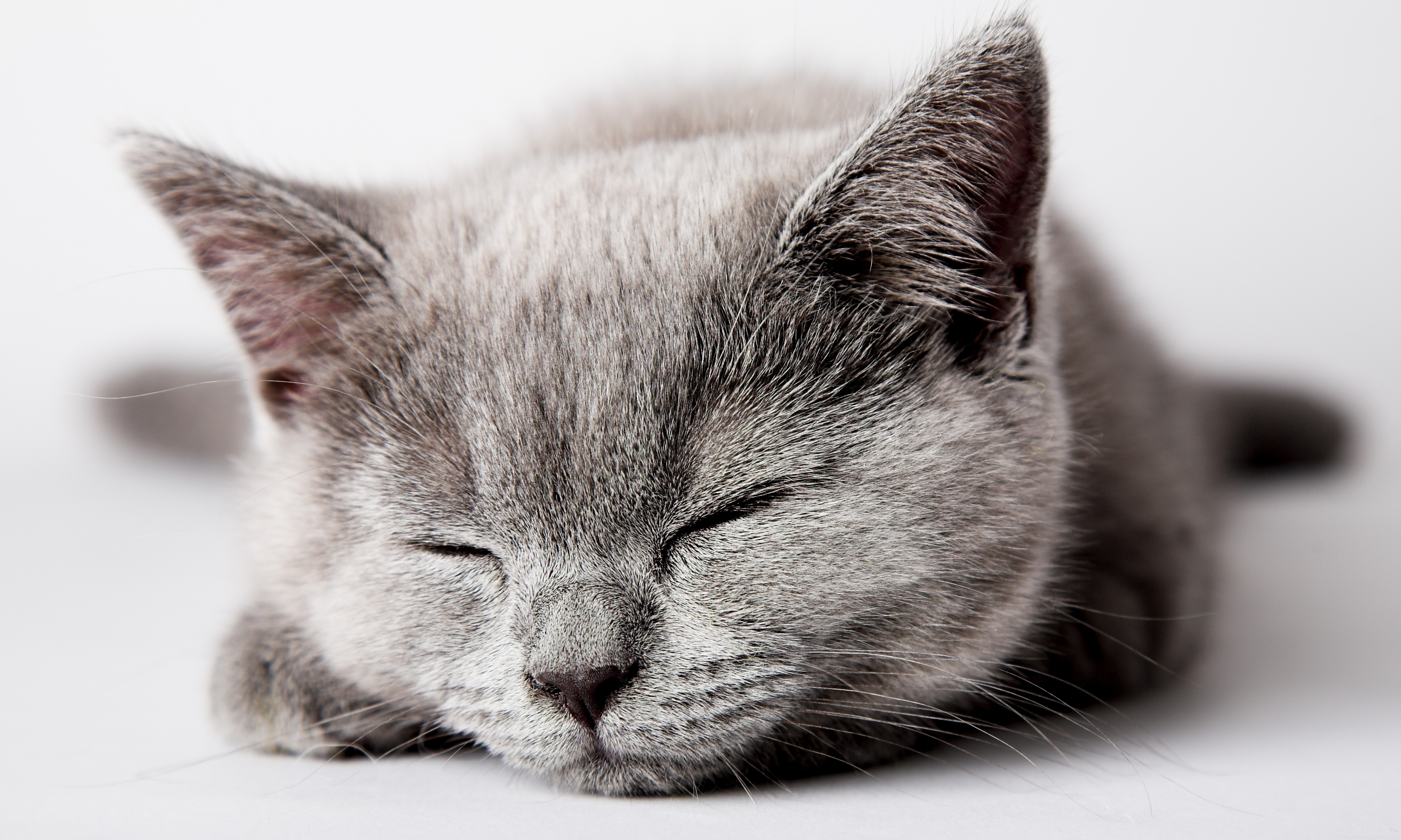 Gray kitten sleeping on a white surface HD Wallpaper