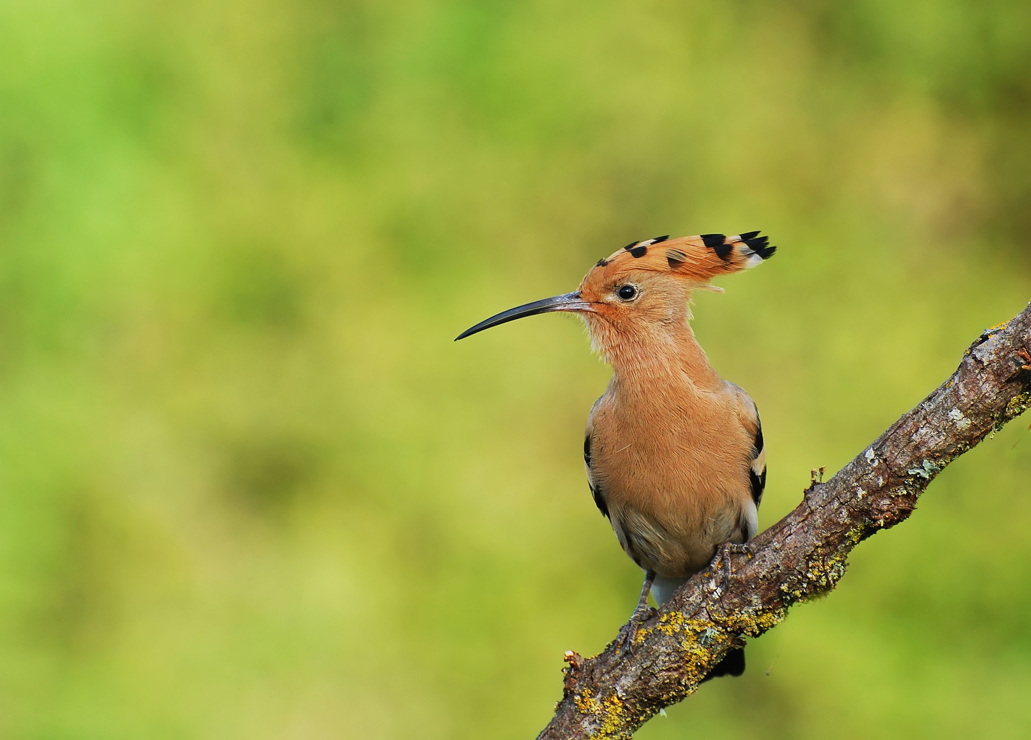 Hoopoe bird perched on a branch HD Wallpaper
