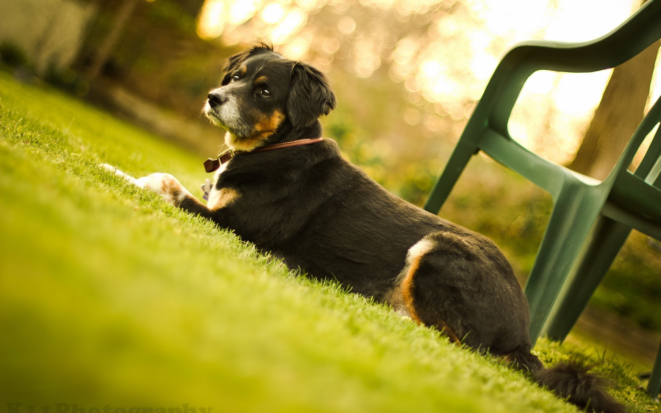 Dog lying on grass near a green chair HD Wallpaper