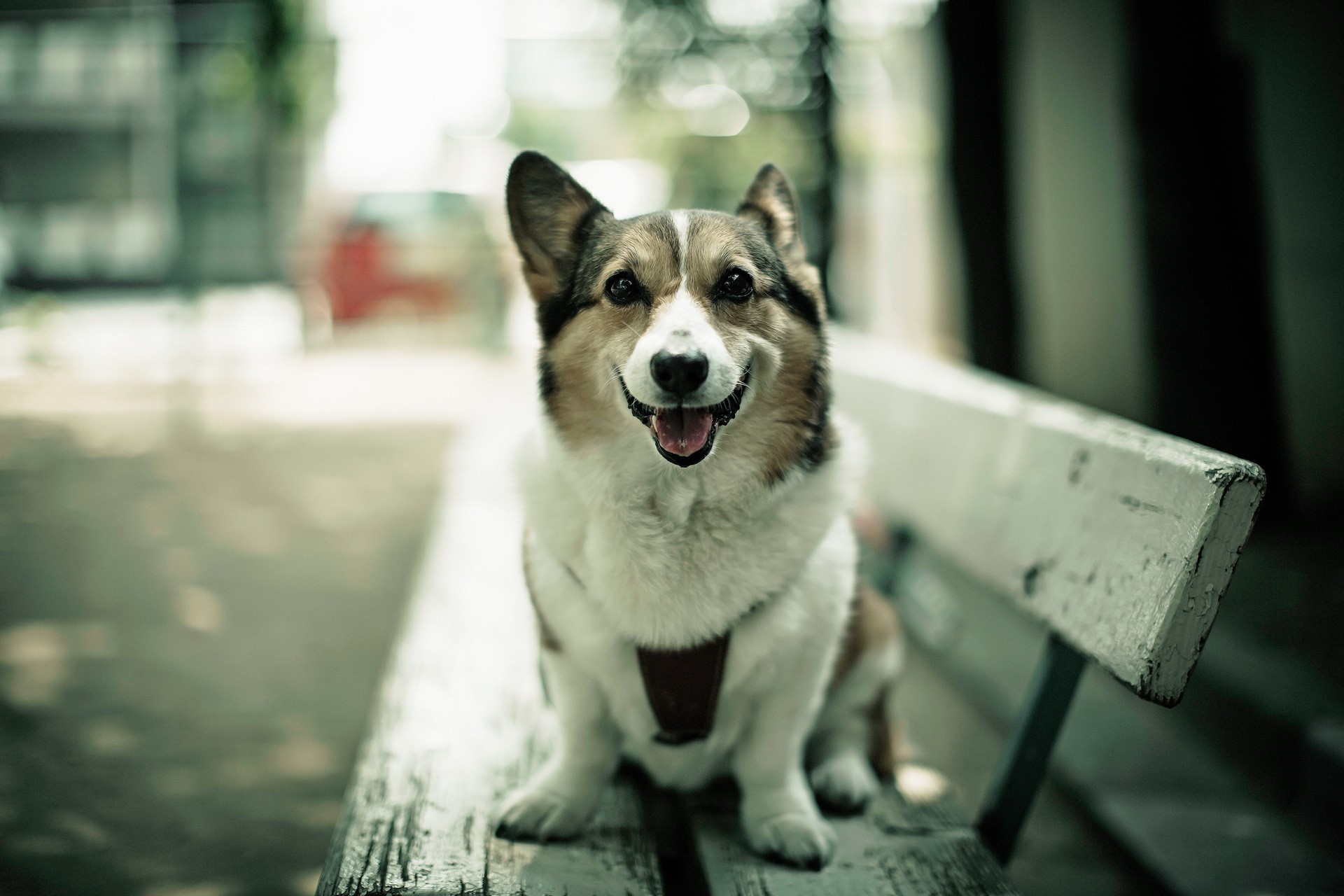 A Welsh Corgi dog sitting on a bench HD Wallpaper