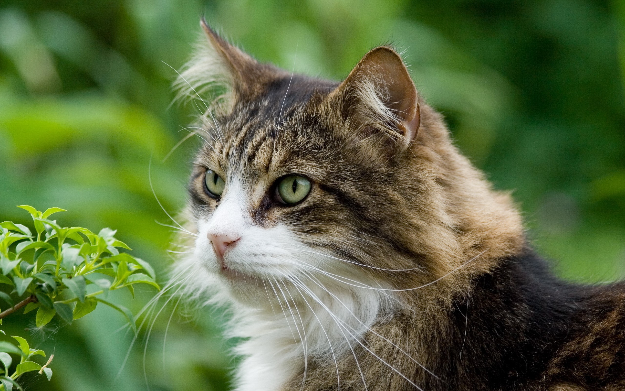 A tabby cat with green eyes in nature HD Wallpaper
