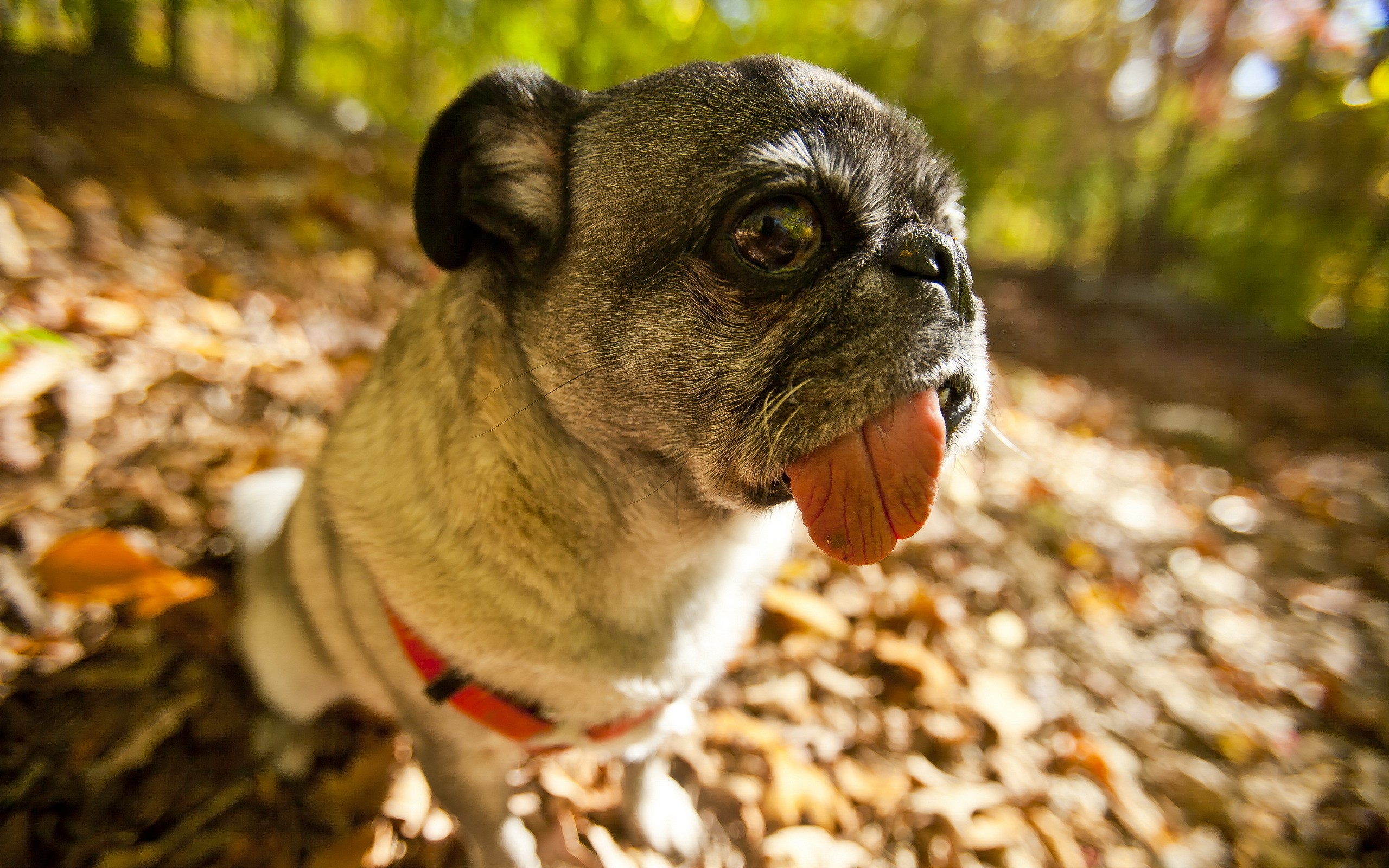 Pug dog with tongue sticking out in autumn forest HD Wallpaper