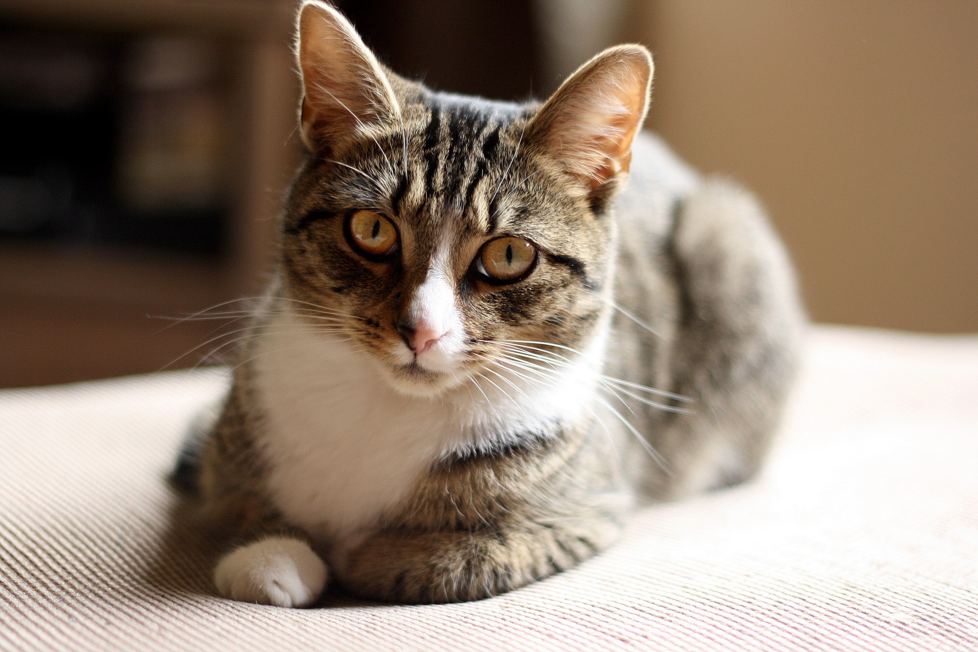 Tabby cat with white chest and paws HD Wallpaper