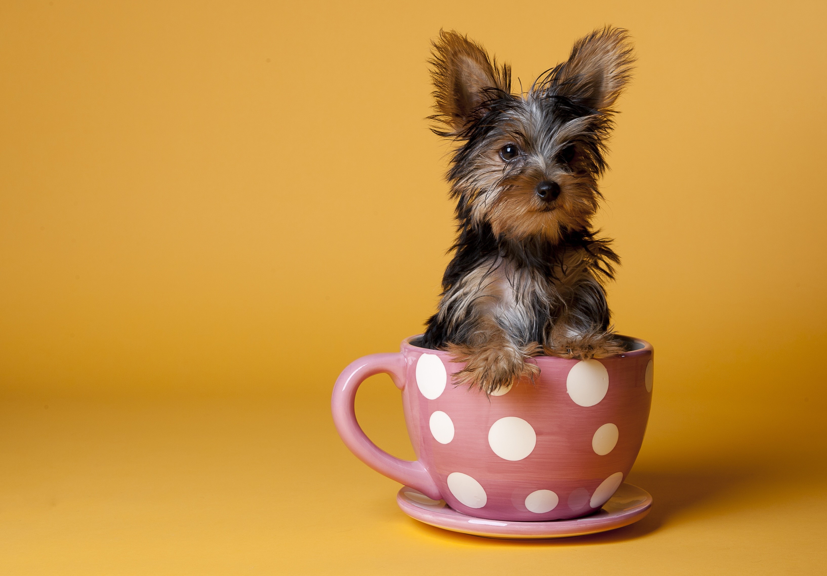 Yorkshire Terrier Puppy in a Teacup HD Wallpaper