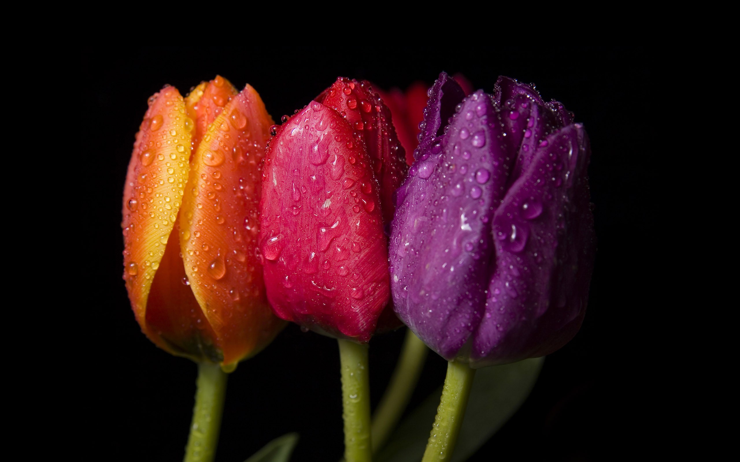 Three colorful tulips with water droplets HD Wallpaper