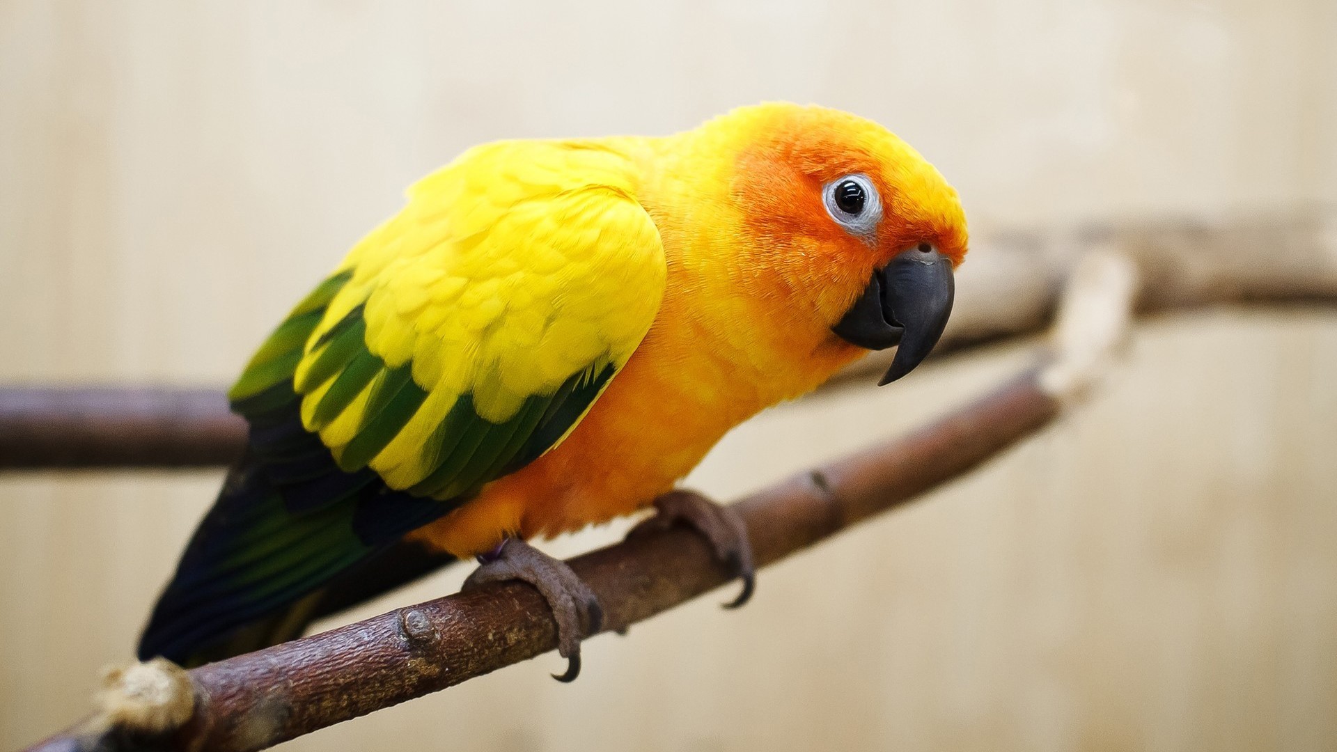 Sun Conure parrot perched on a branch HD Wallpaper