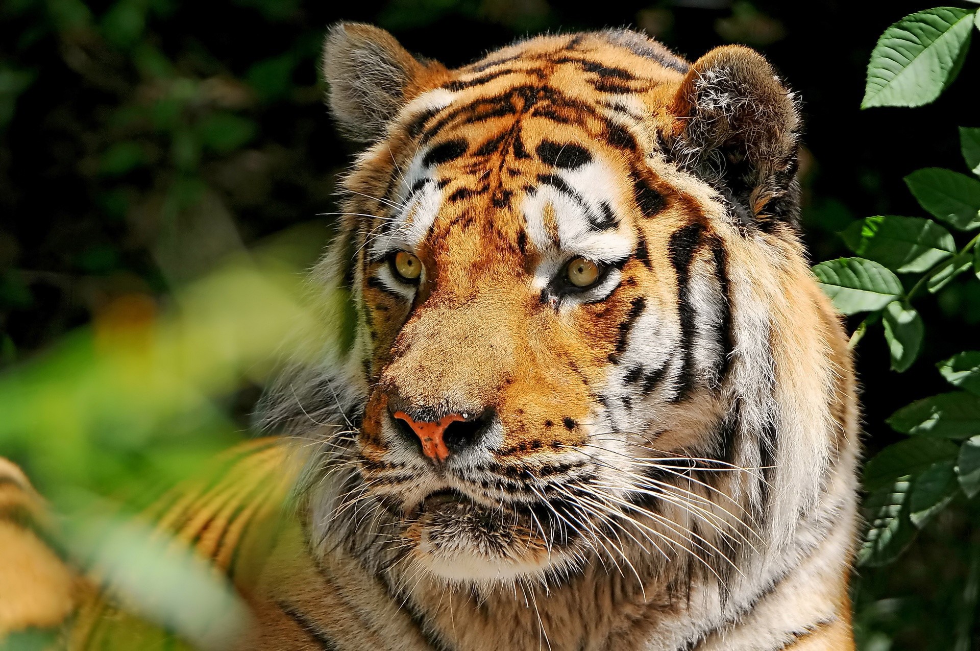 Close-up of a tiger's face HD Wallpaper