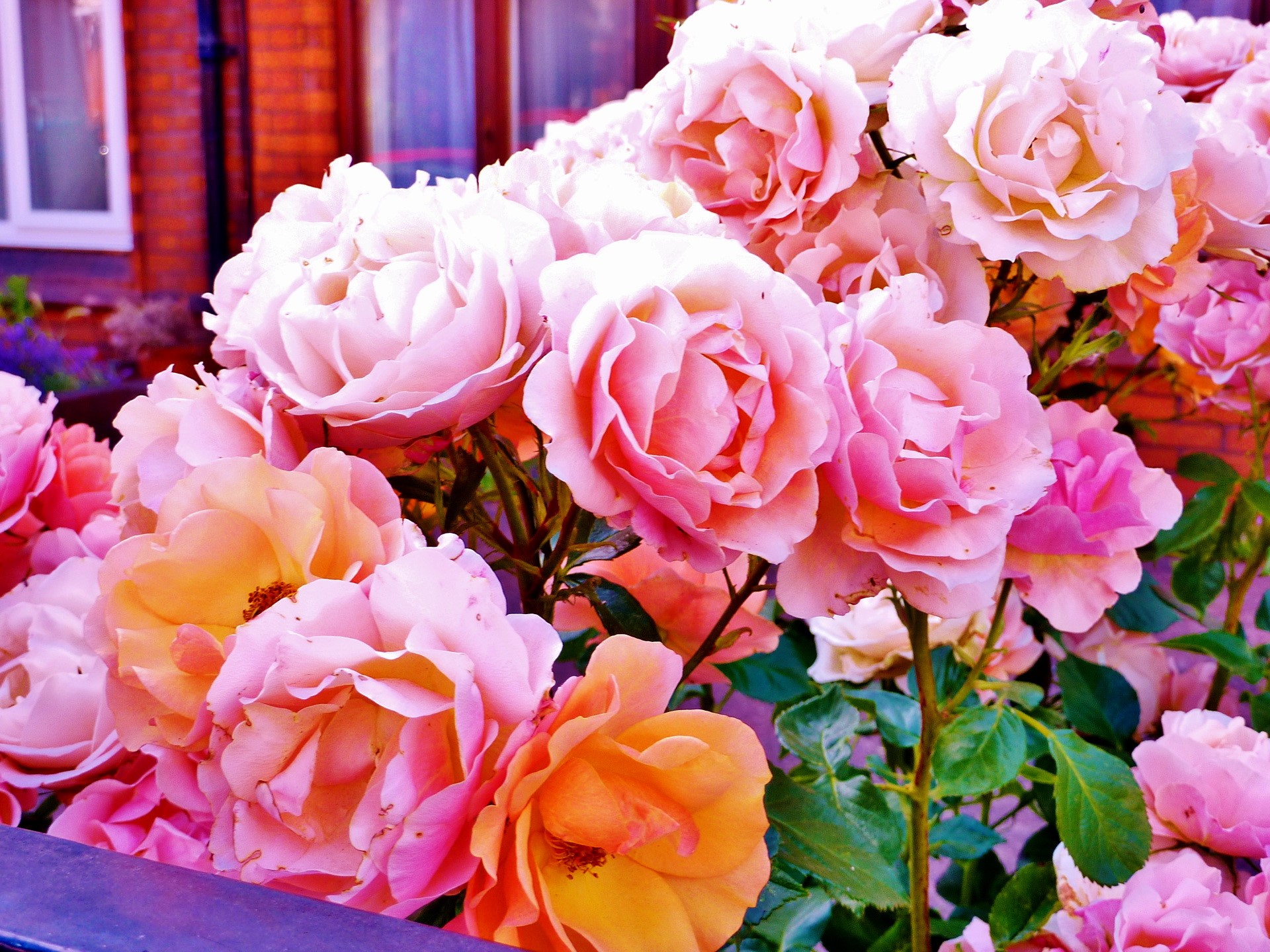 A cluster of pink and orange roses HD Wallpaper
