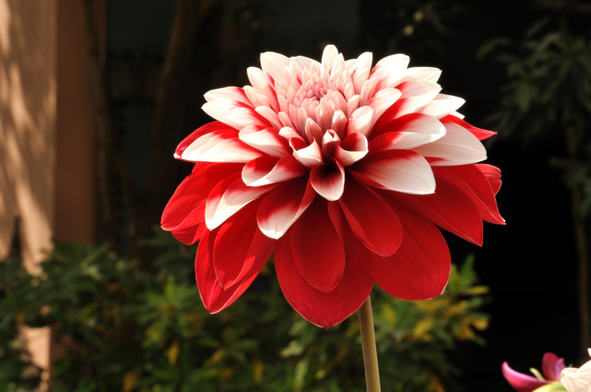 Red and white dahlia flower HD Wallpaper