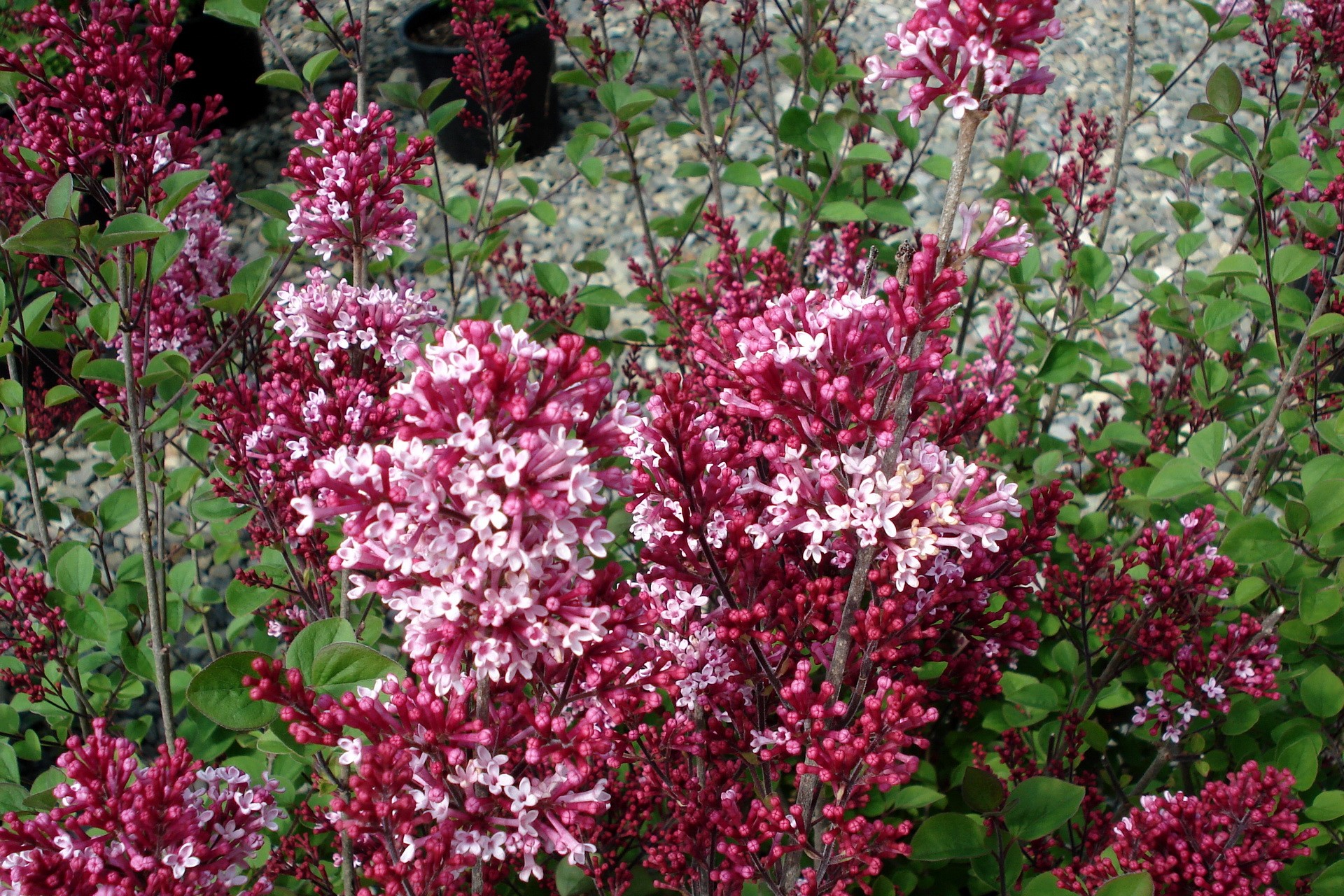 Burgundy and pink lilac flowers HD Wallpaper