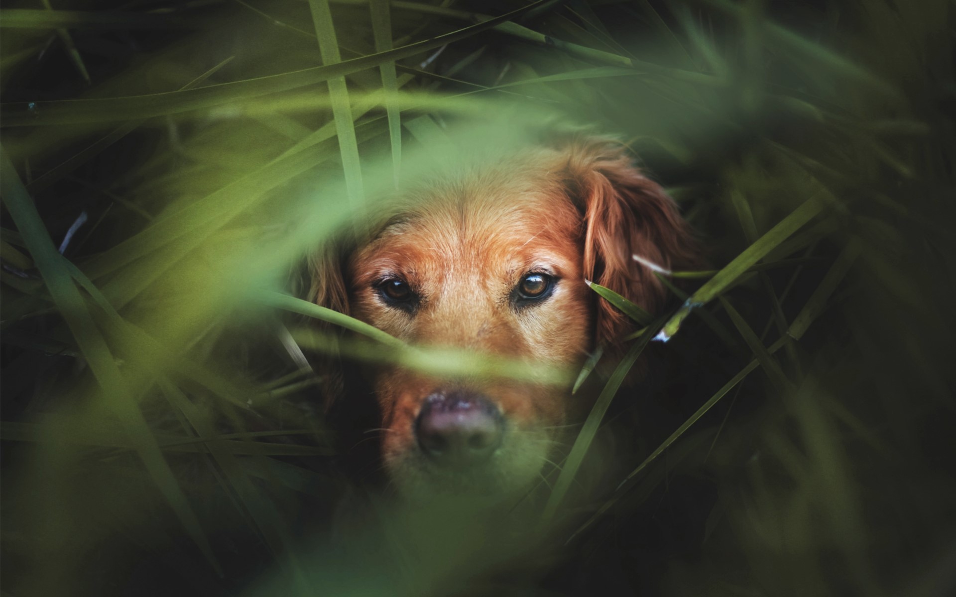 Golden Retriever dog peeking through tall grass HD Wallpaper