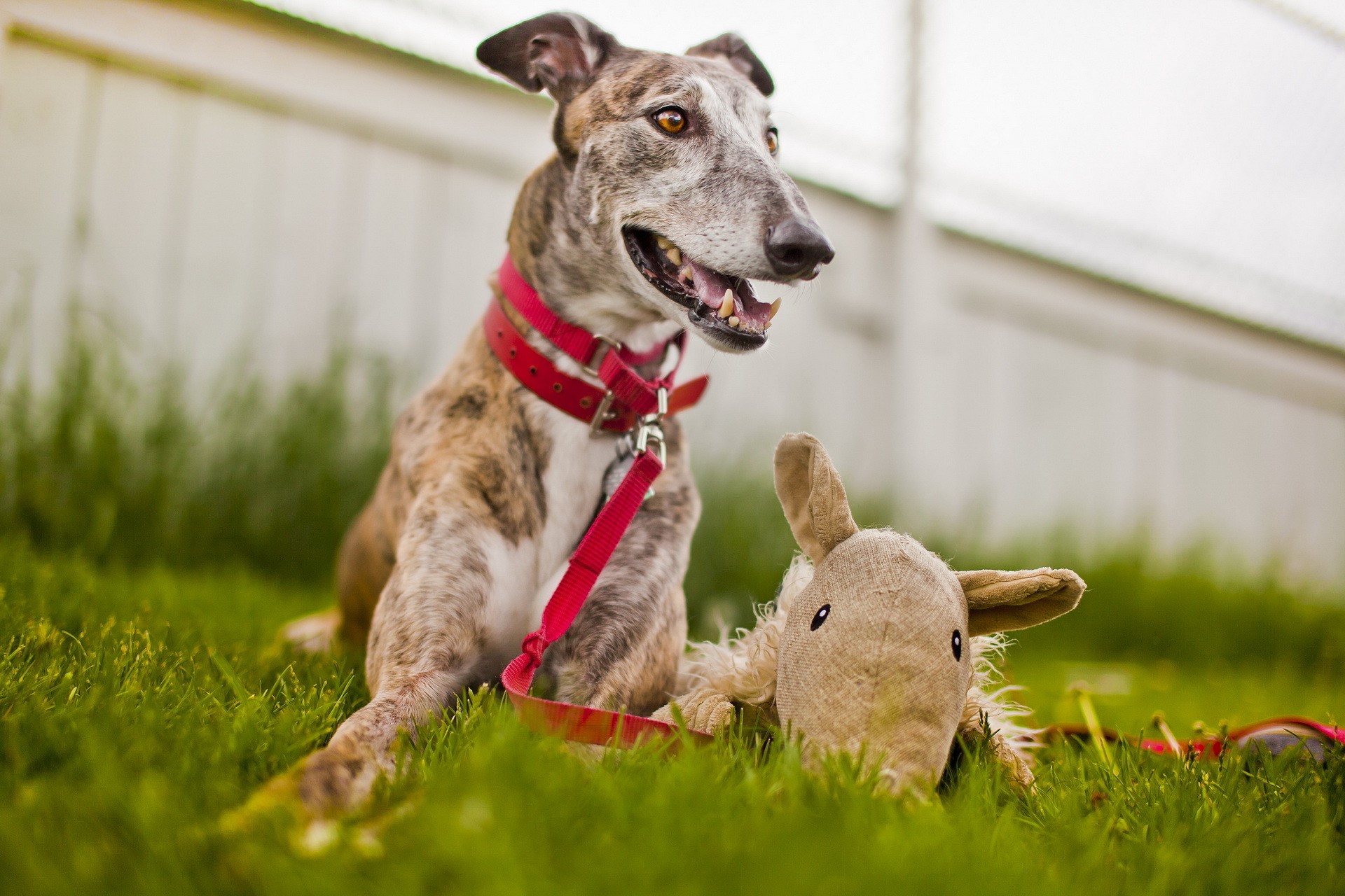 Brindle Greyhound dog with a toy in the grass HD Wallpaper