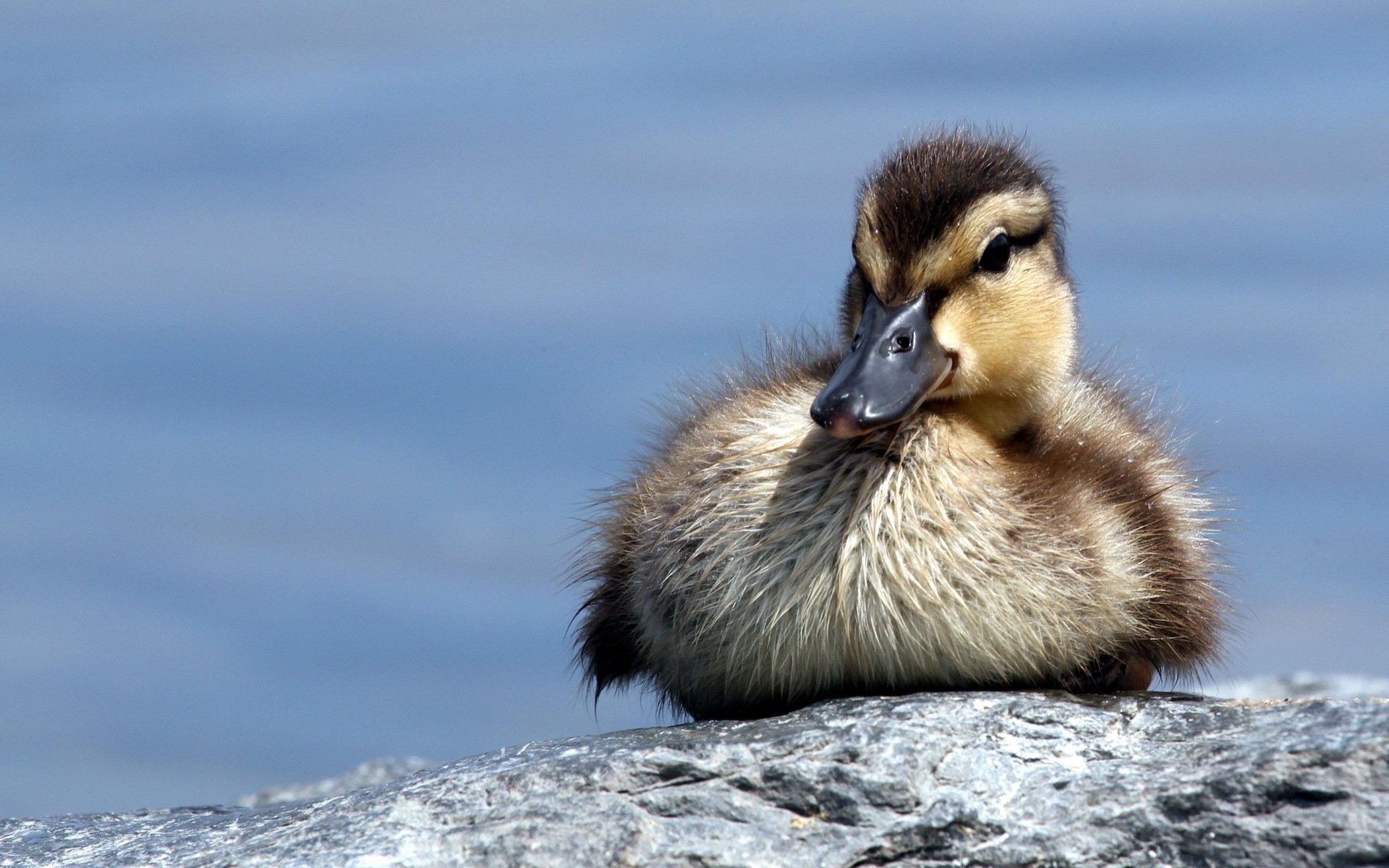 A fluffy duckling sits on a rock by the water HD Wallpaper