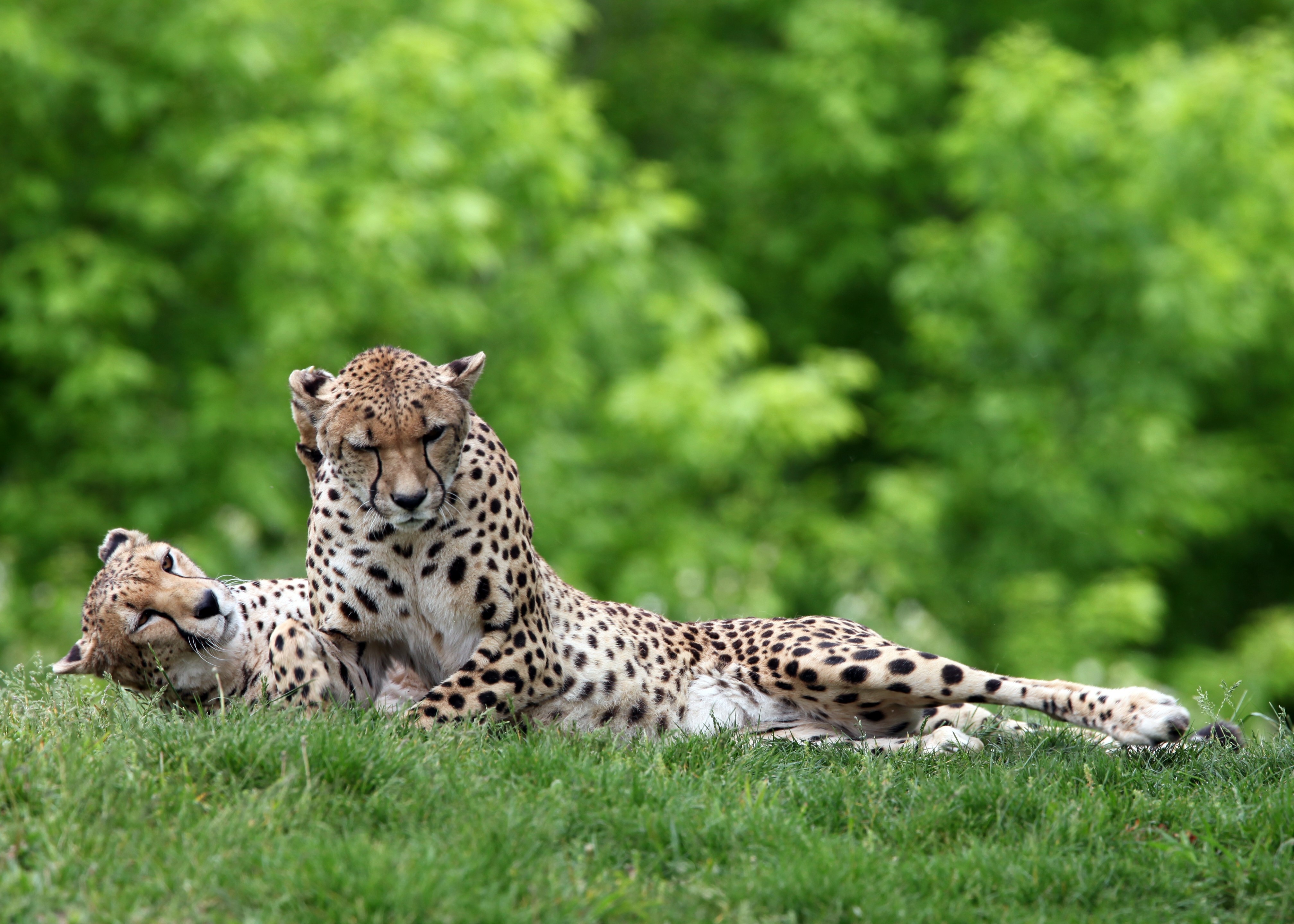 Two Cheetahs Resting on Grass HD Wallpaper