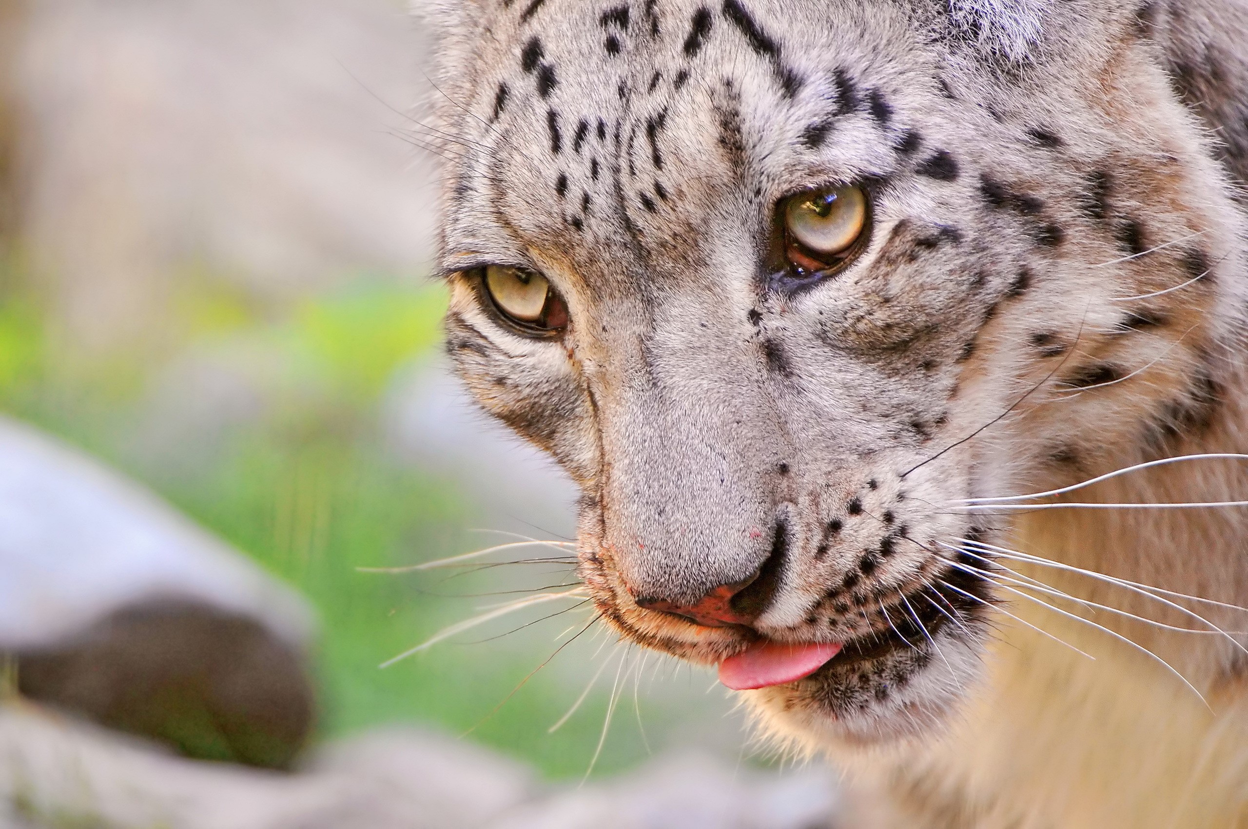 Close-up of a Snow Leopard's Face HD Wallpaper