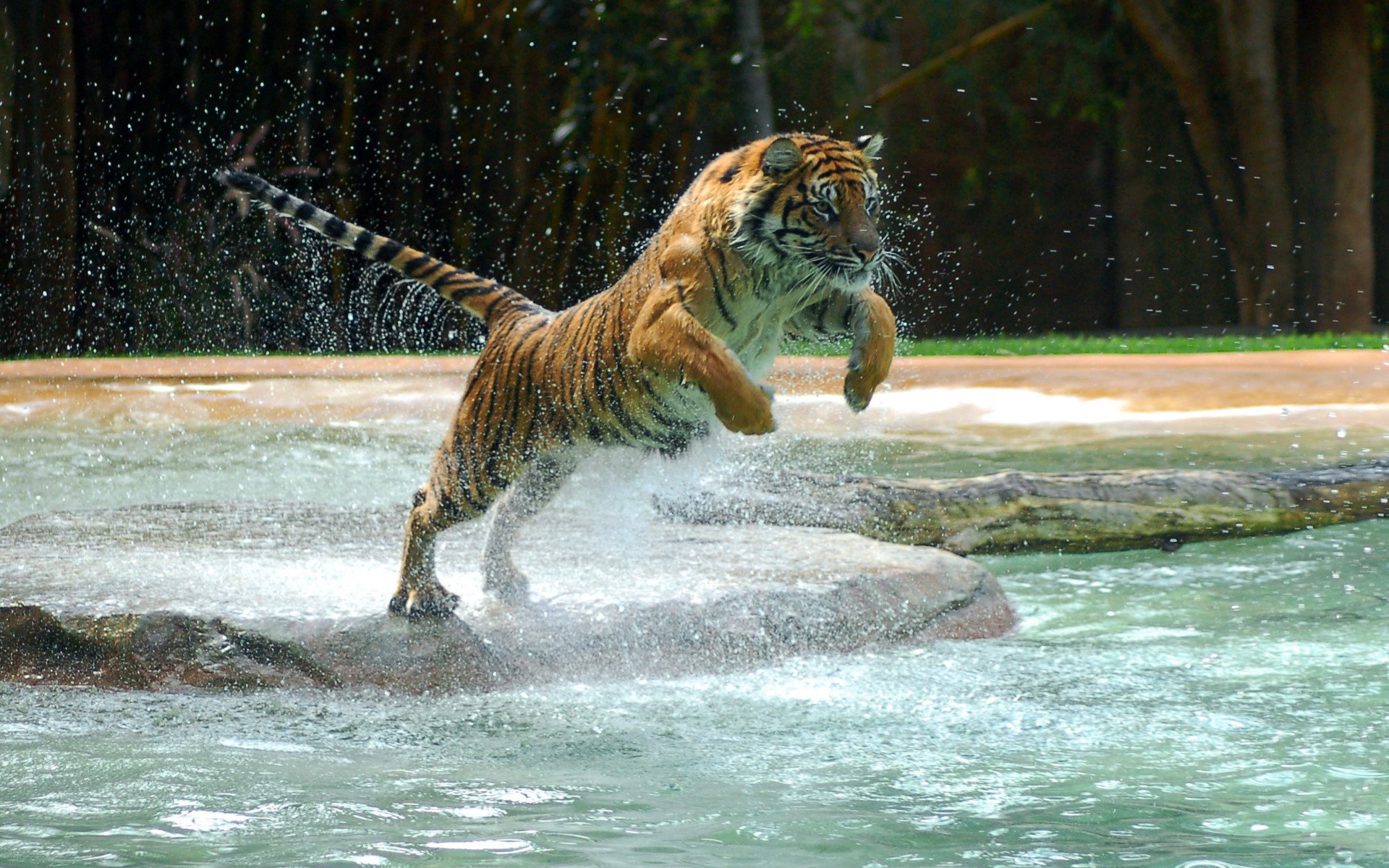 Tiger jumping into water HD Wallpaper