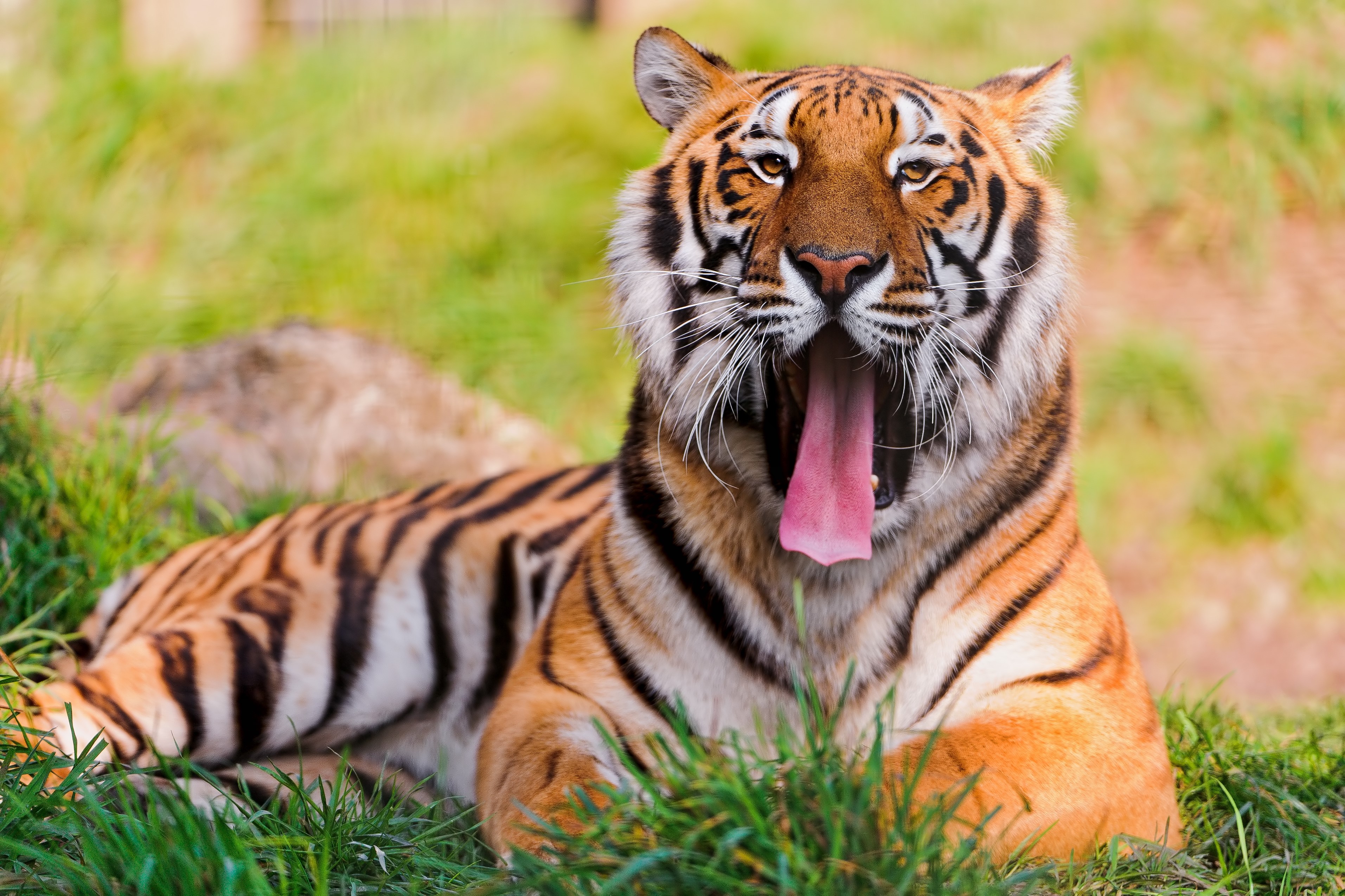 Tiger yawning in grass HD Wallpaper
