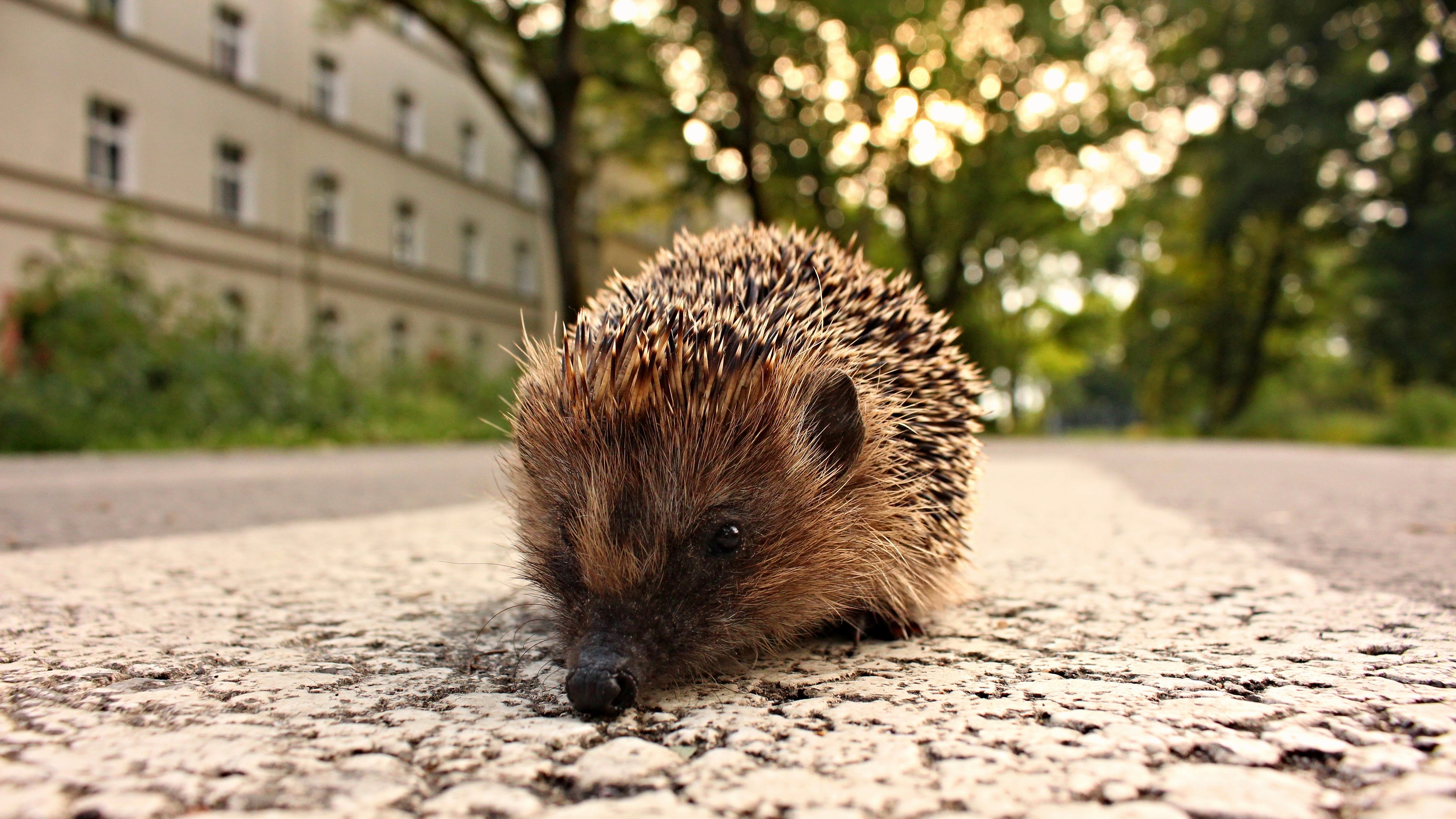 Hedgehog on a road in front of a building HD Wallpaper