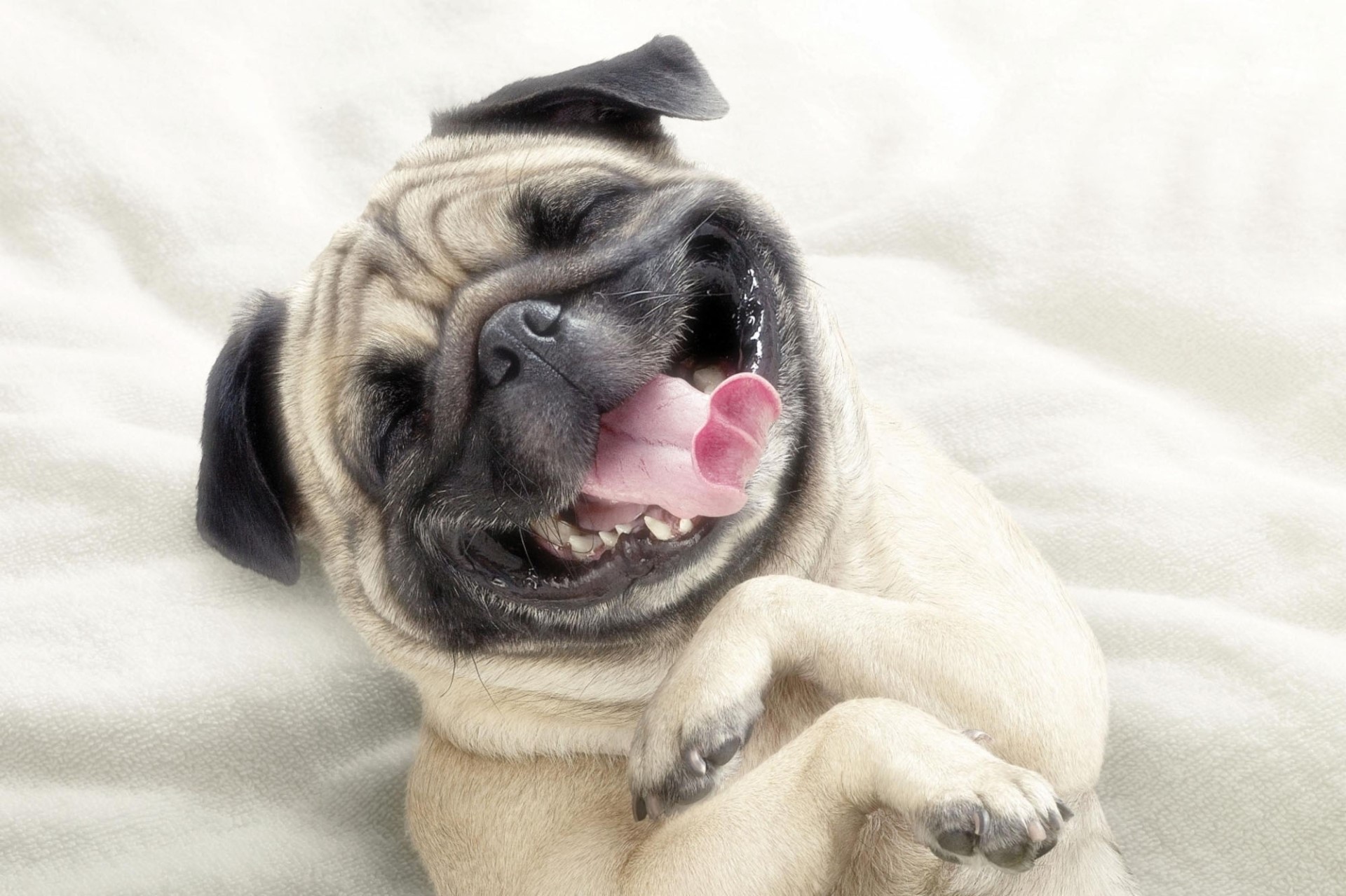 A happy pug dog lying on its back HD Wallpaper