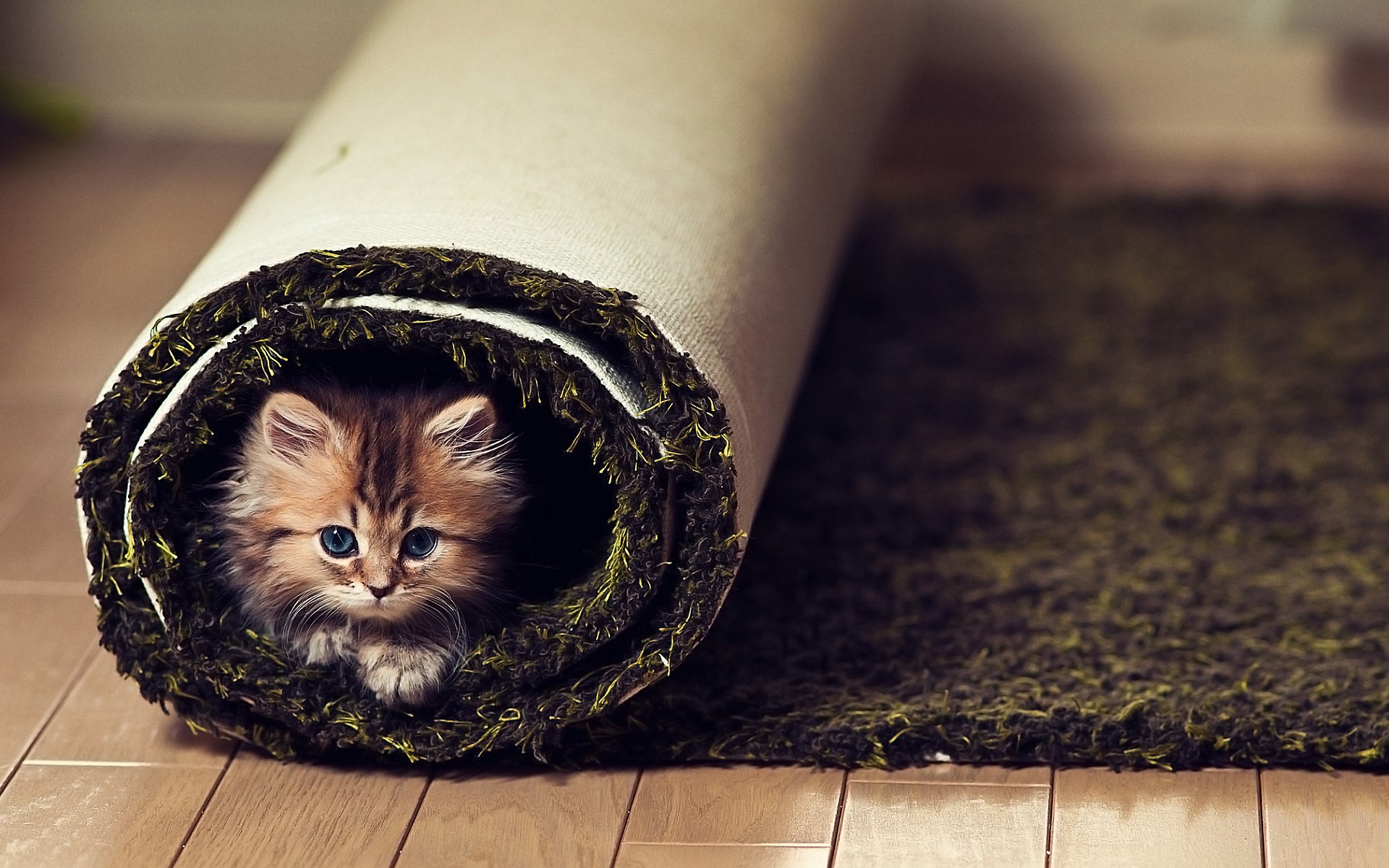 Fluffy kitten peeking out of a rolled-up rug HD Wallpaper