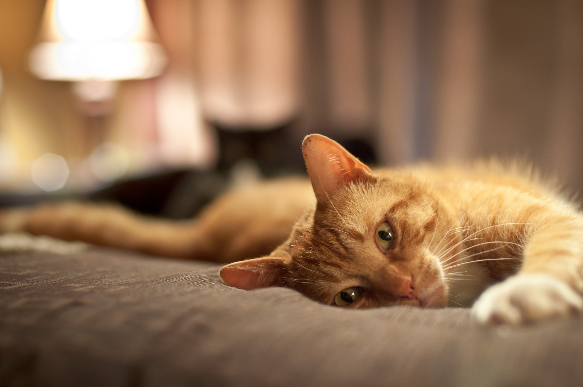 Orange tabby cat lying on a couch HD Wallpaper